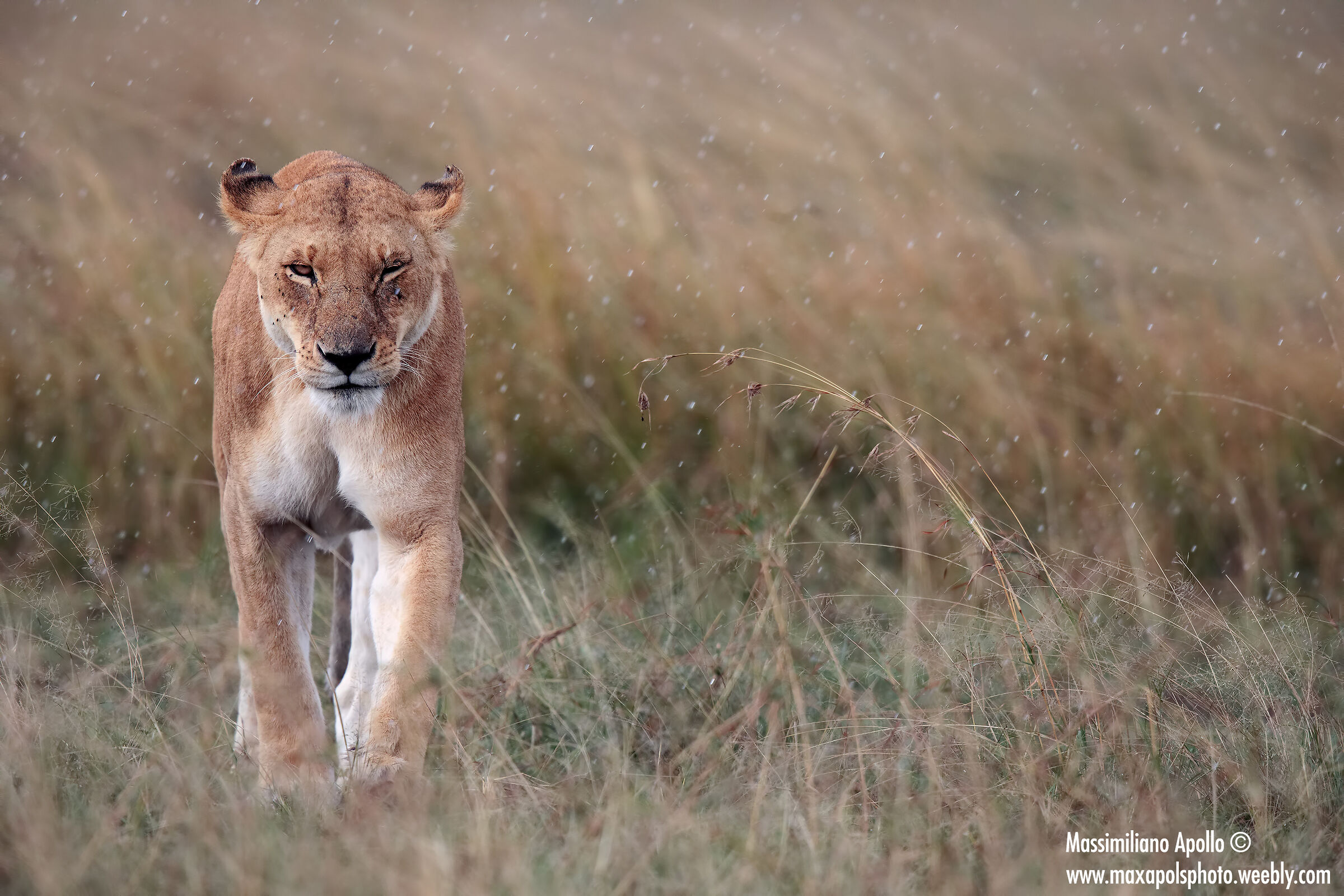 scende la pioggia...