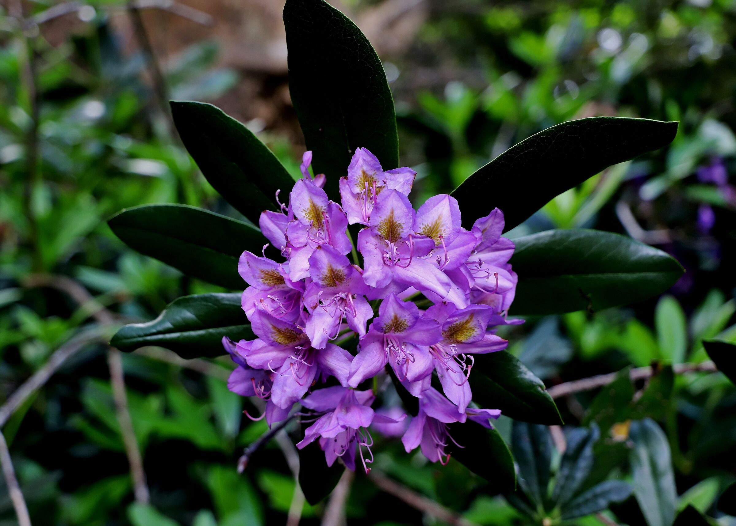 Rododendro