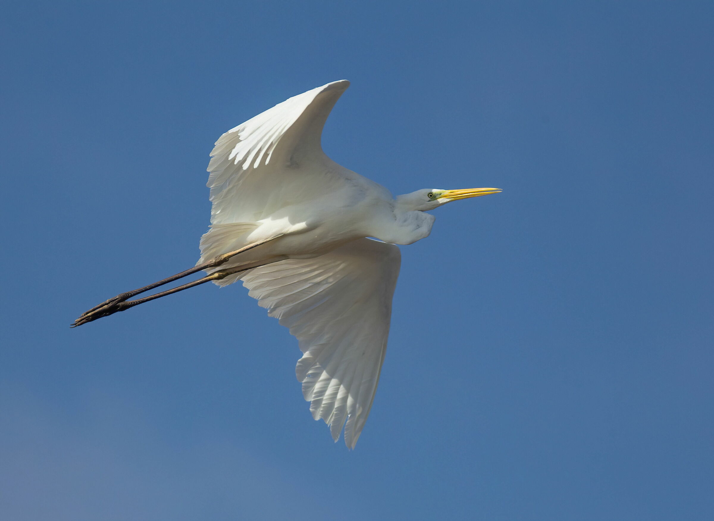 White in flight