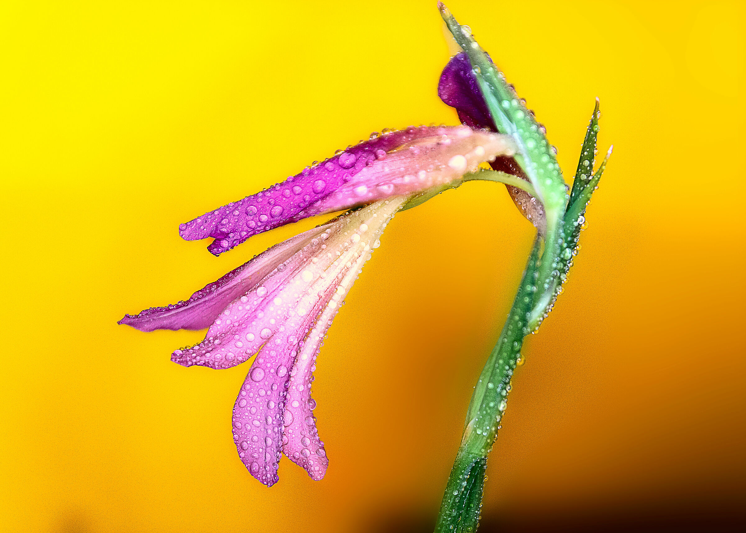 fiore selvatico su sfondo giallo