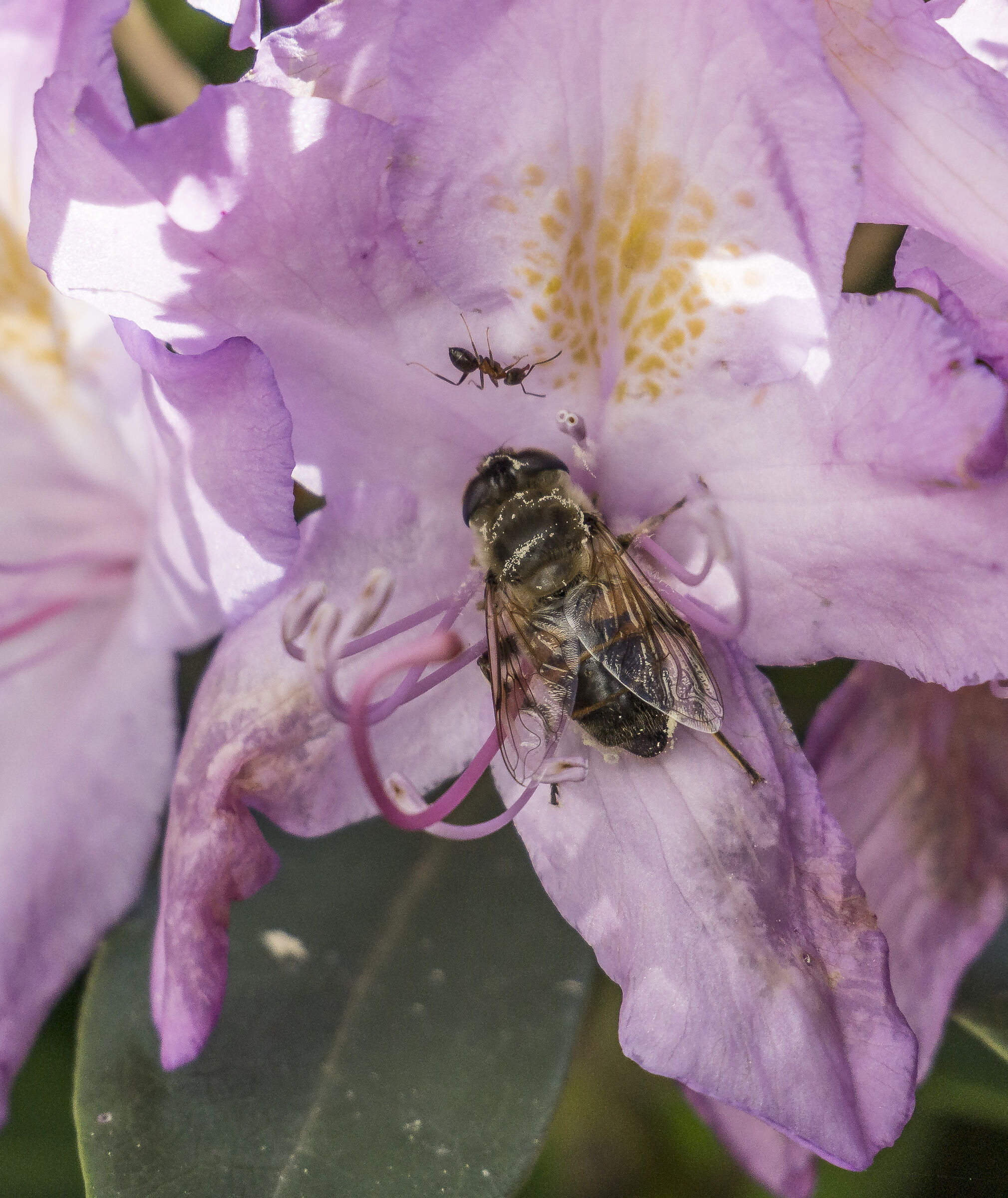 Rhododendron Catawbiense - 45 (con ape)