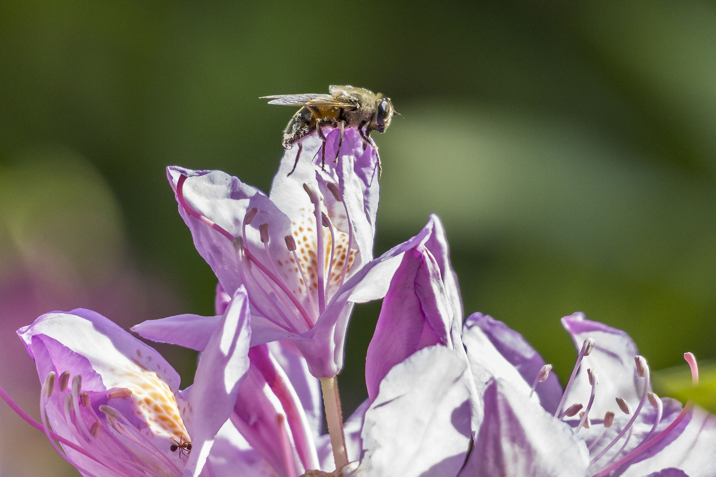 Rhododendron Catawbiense - 46 (con ape)