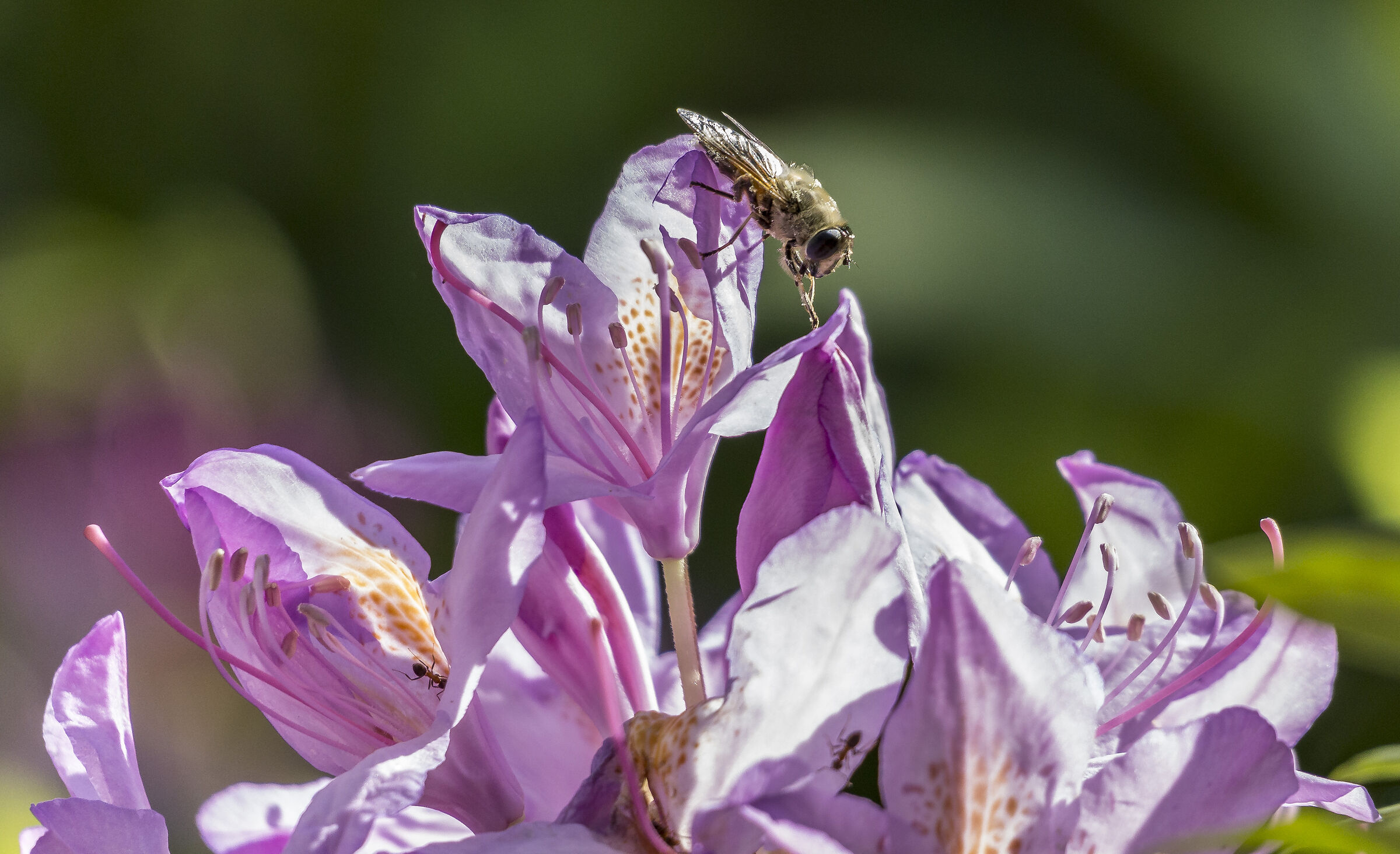 Rhododendron Catawbiense - 47 (con ape)