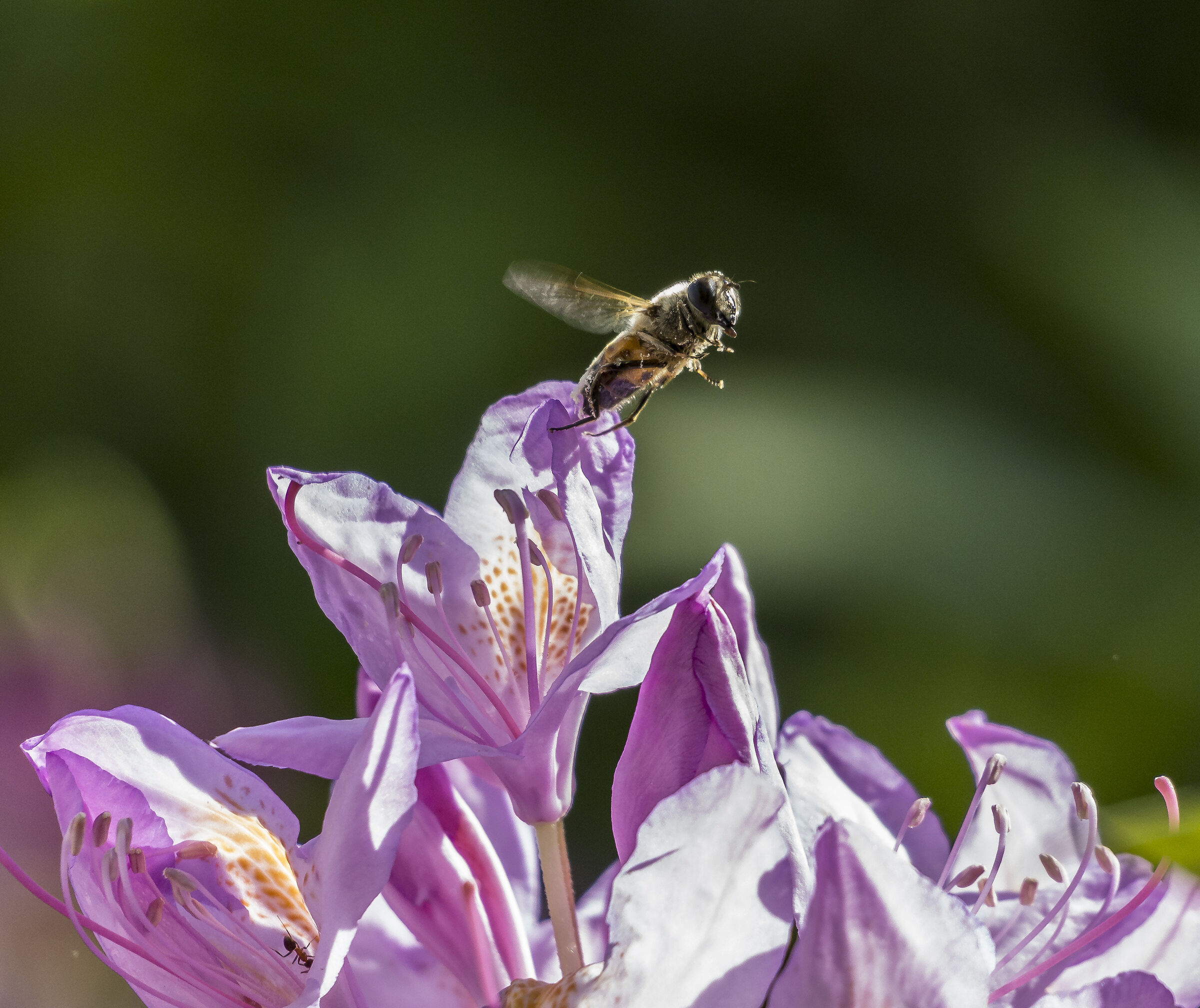 Rhododendron Catawbiense - 48 (con ape)