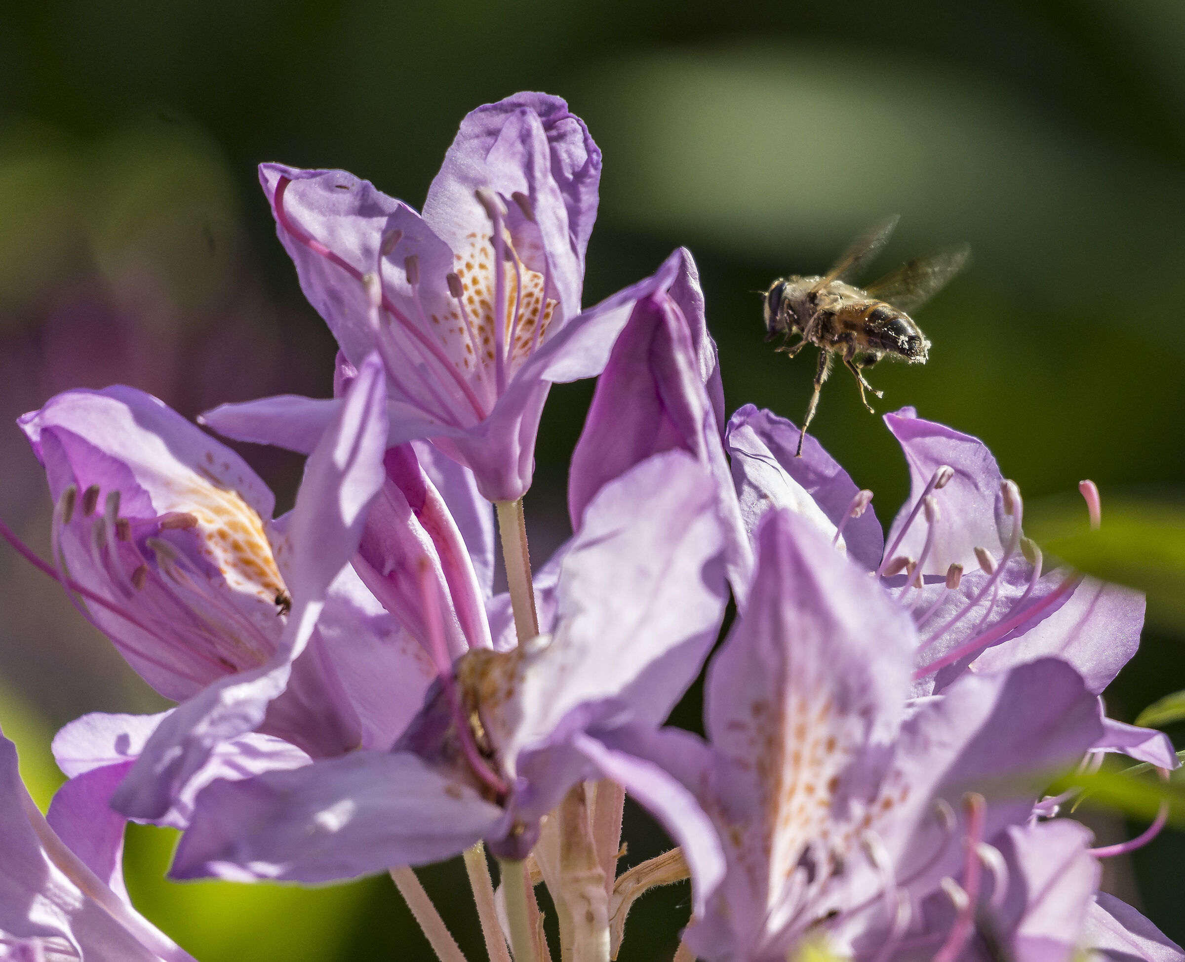 Rhododendron Catawbiense - 49 (con ape)