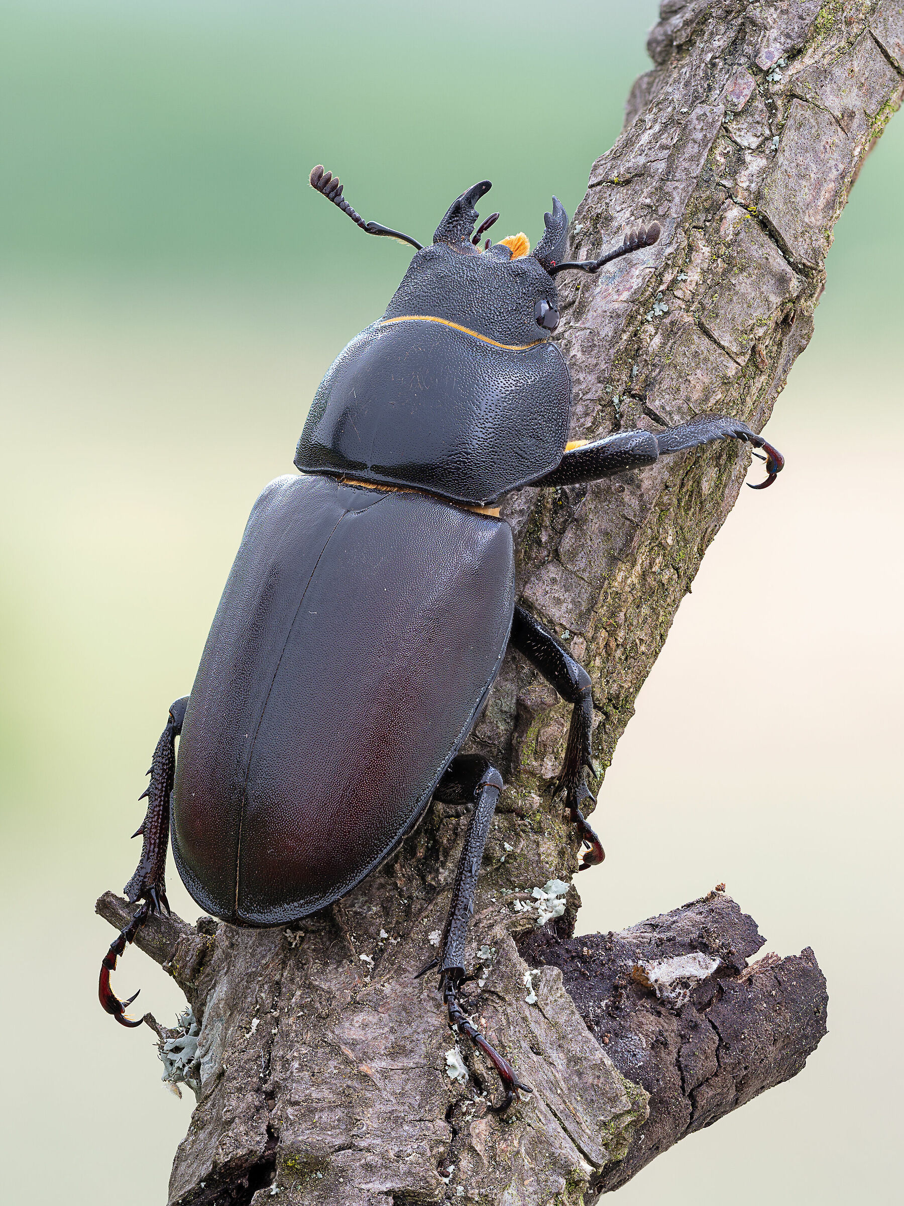Lucanus cervus
