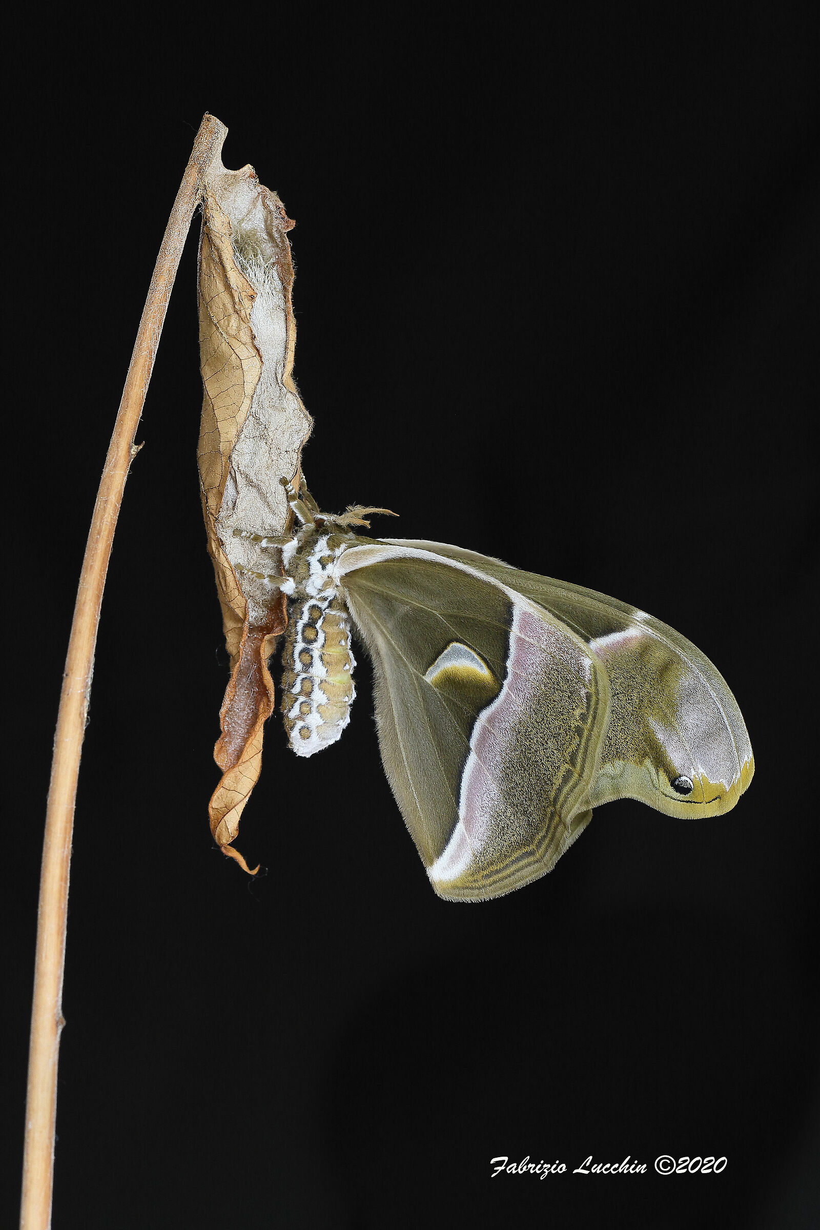 Samia cynthia (appena nata 2)