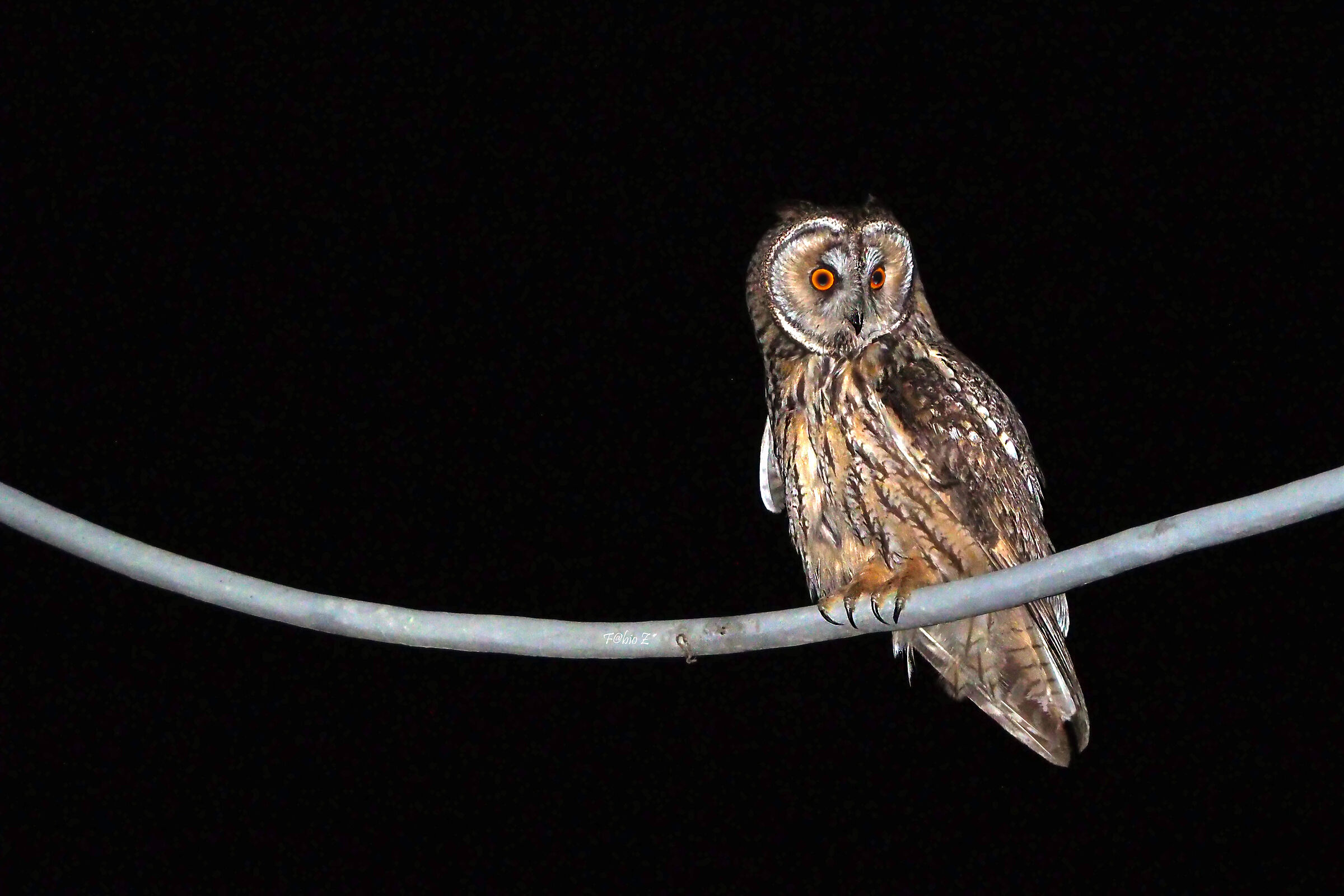 Common Owl 1