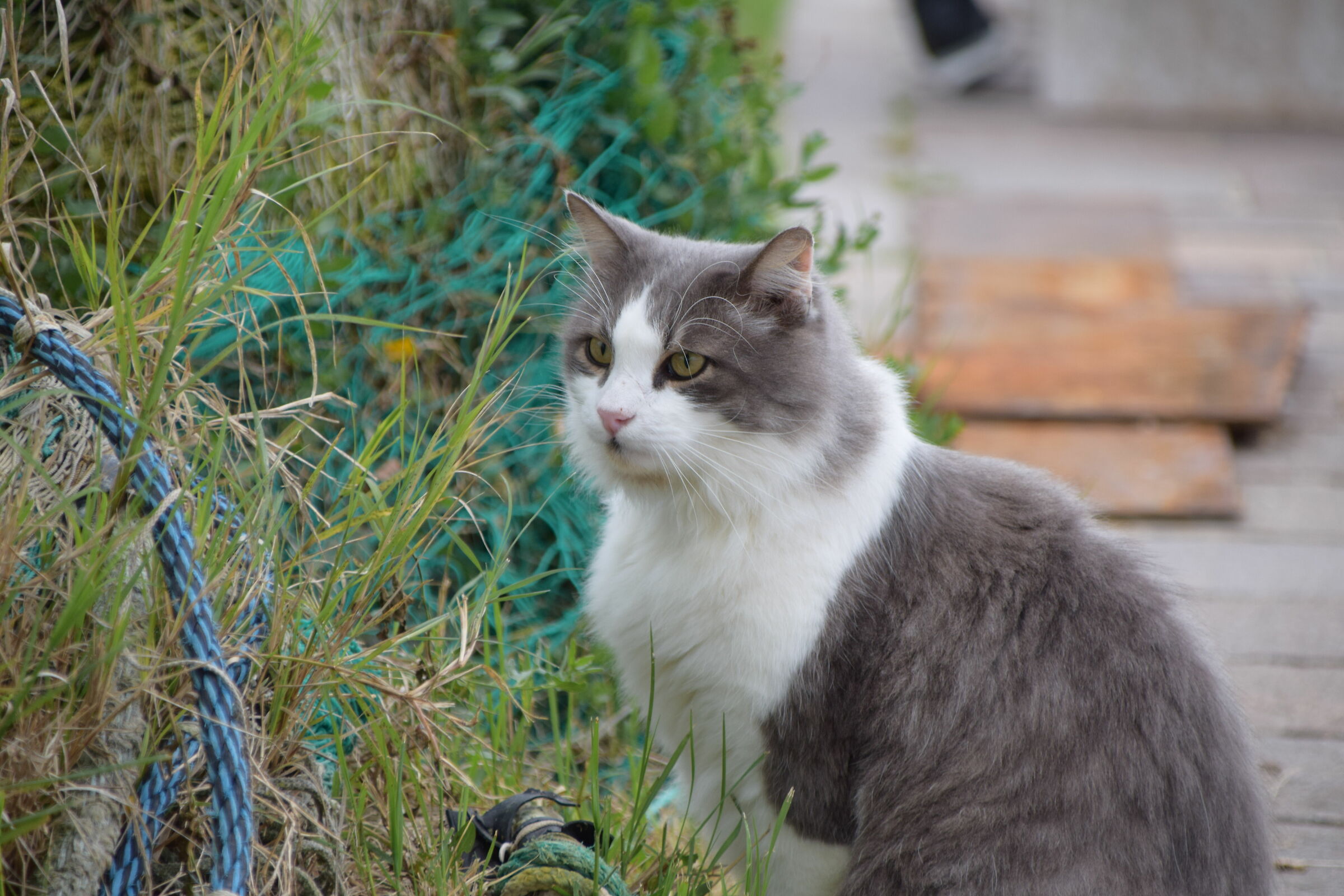 Gatto al porto