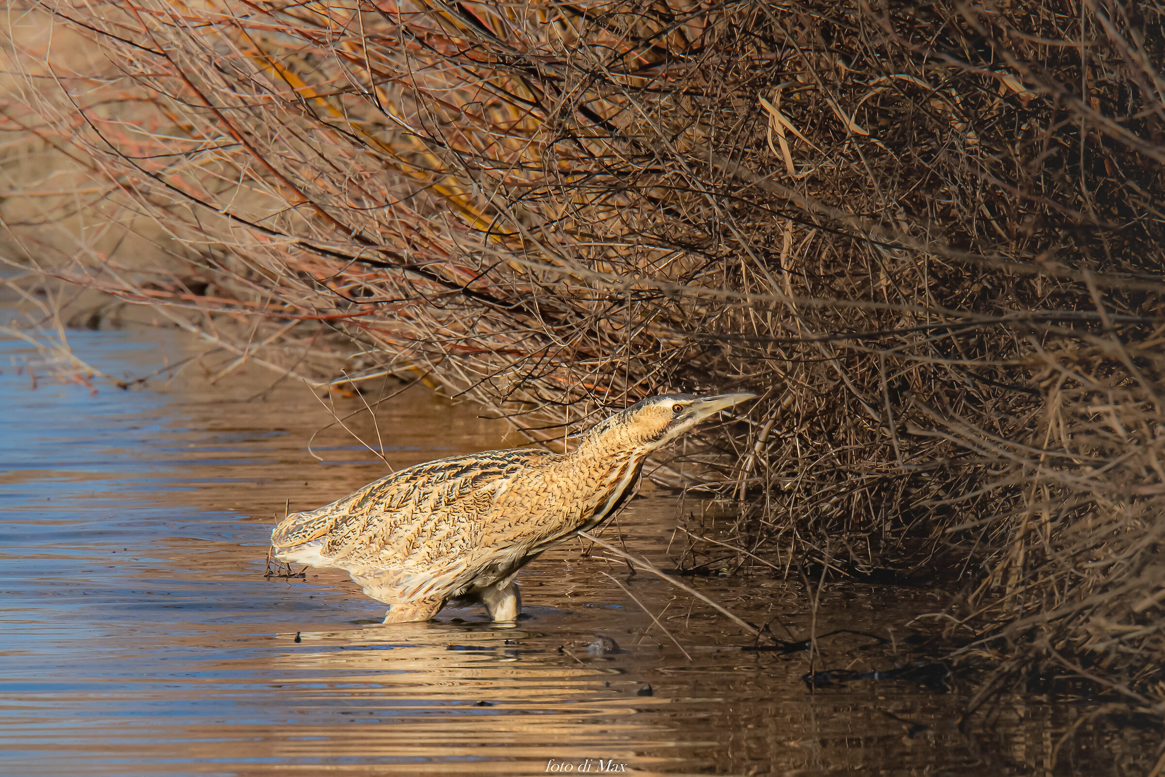 Terrabuso a passeggio