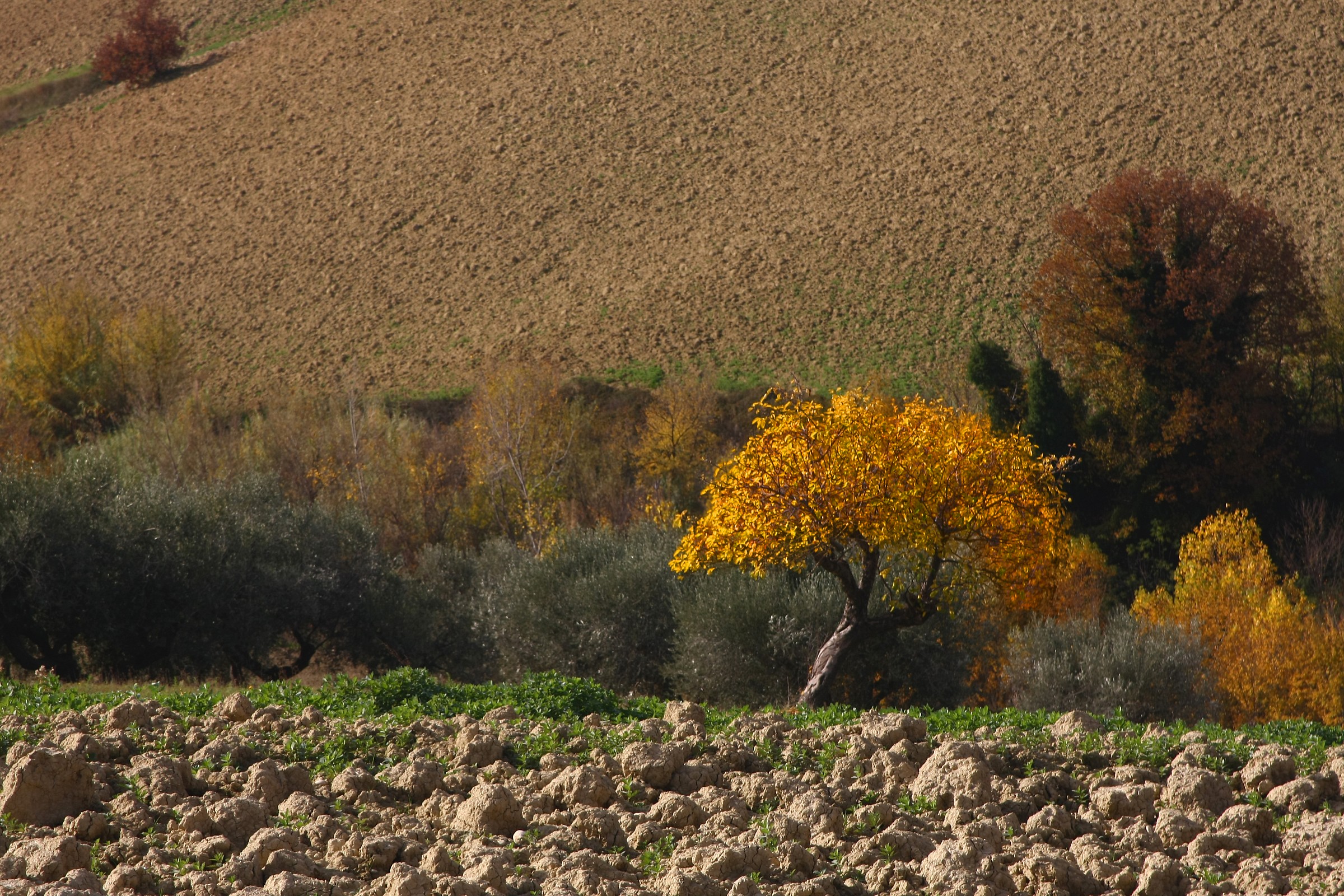 even a tree can 'feel more' beautiful than others