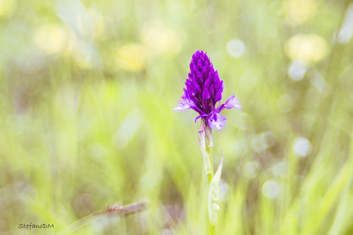 Anacampis piramidalis