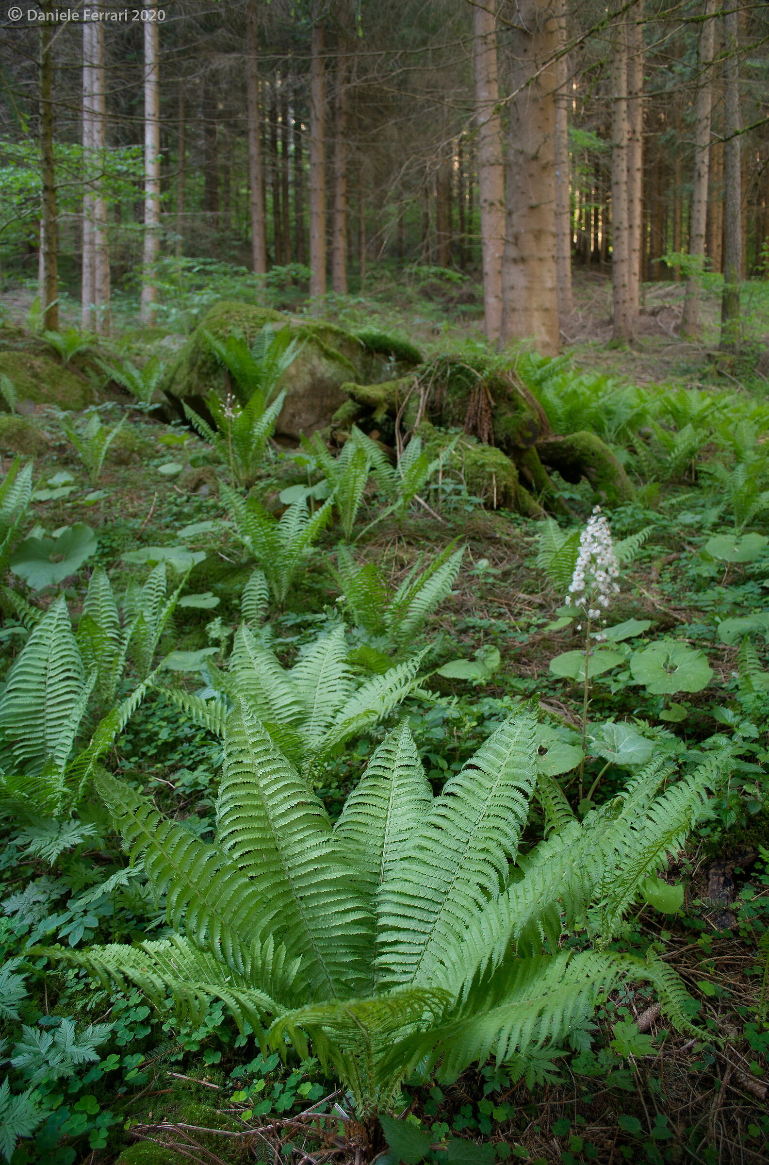 Fireworks in the woods