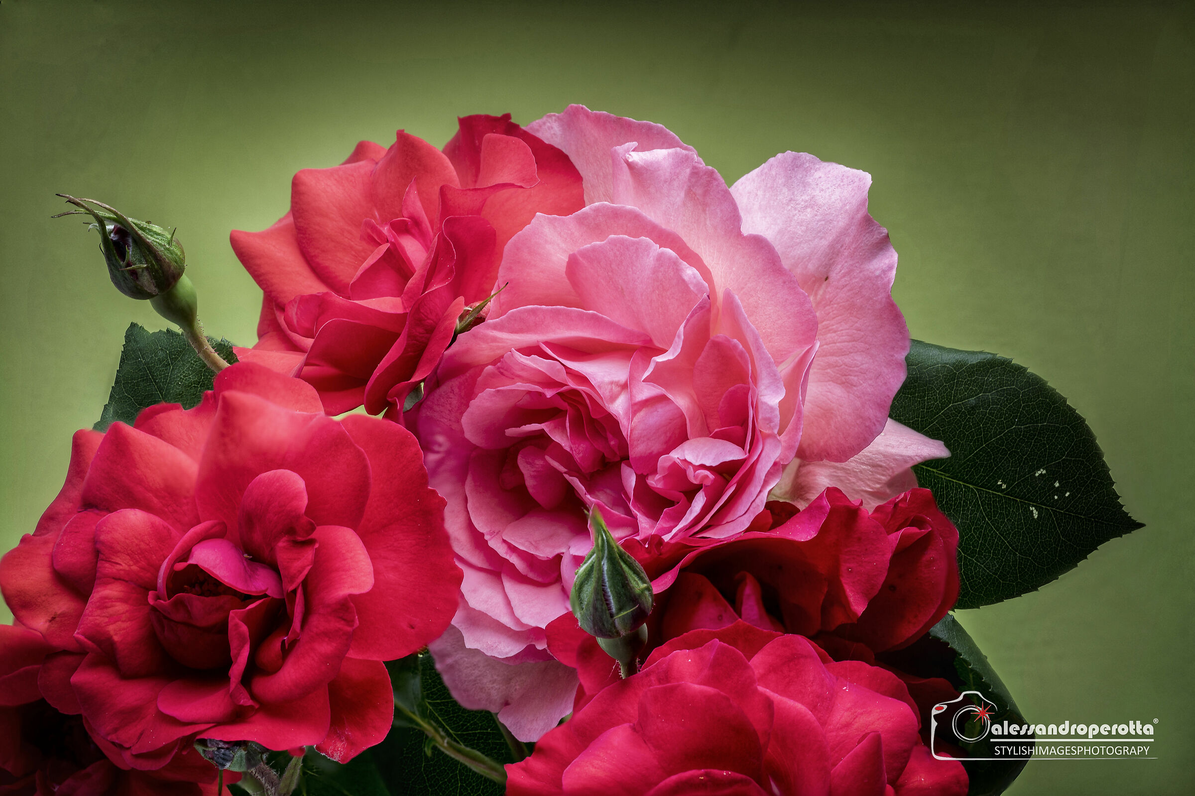 Rose