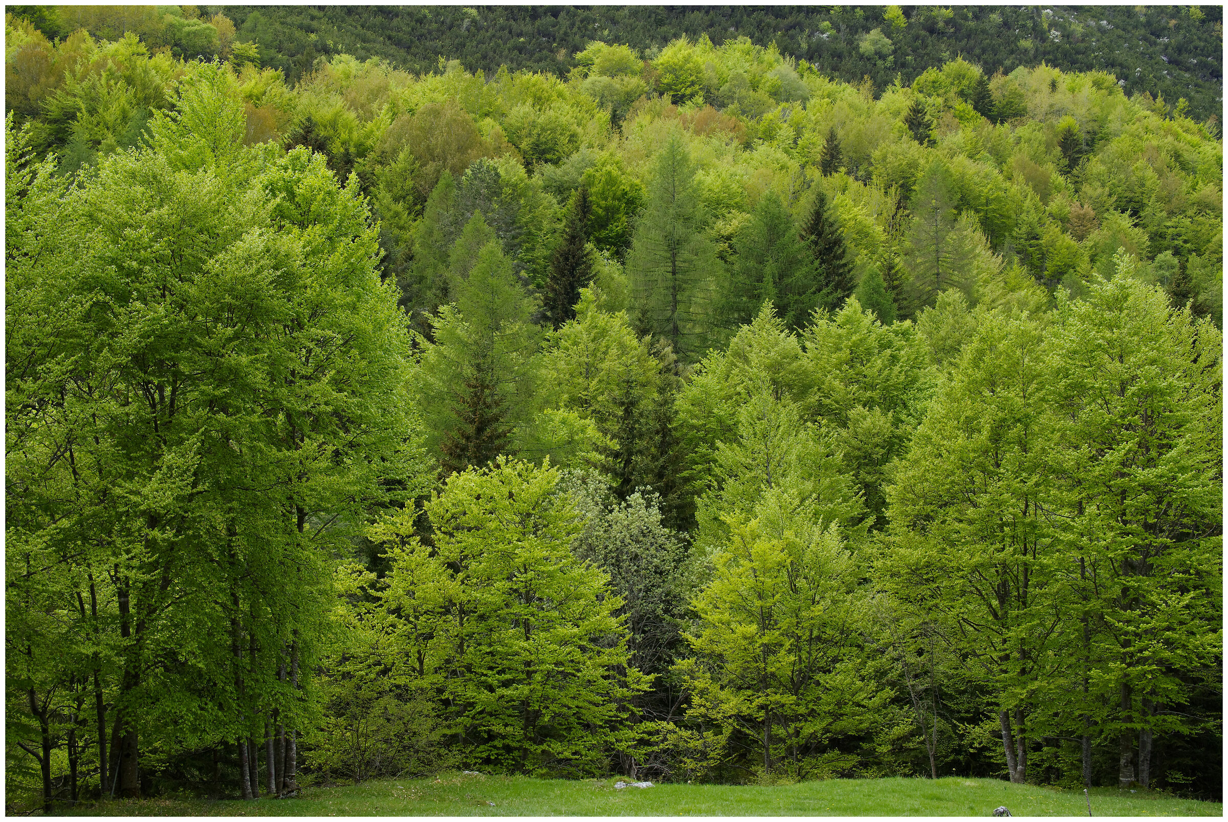 immersione nel verde
