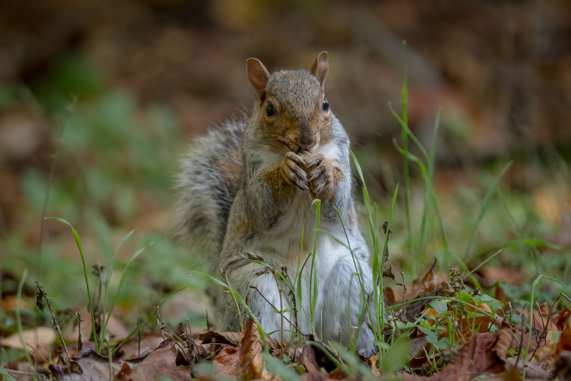 Munching among the leaves