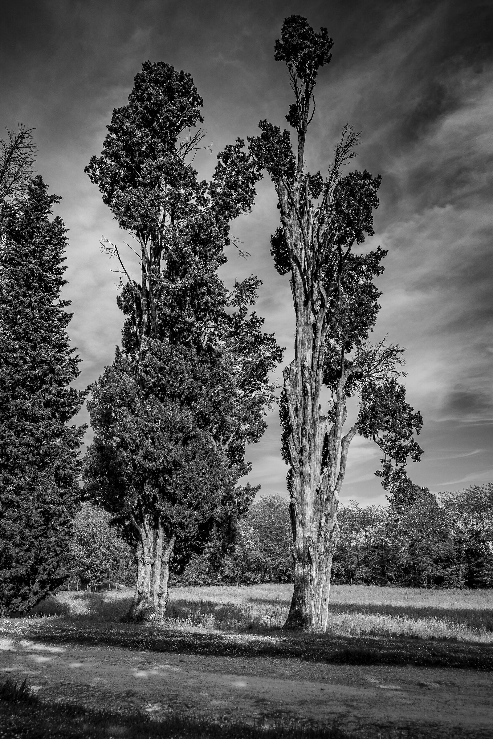 Pressi di Villa Torrigiani, Lucca