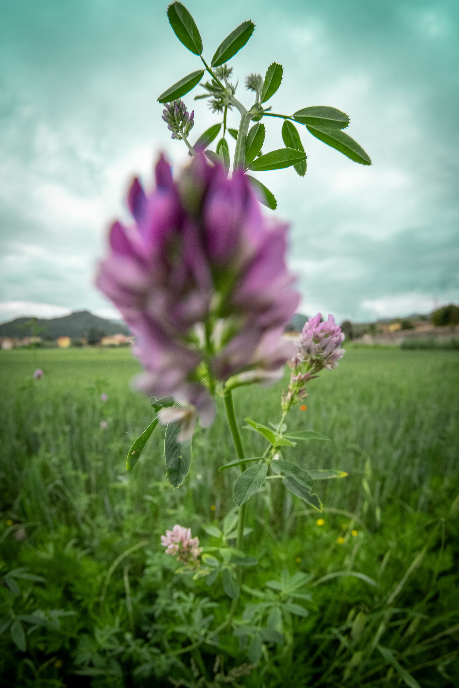 Test 7artisans 7.5mm fisheye