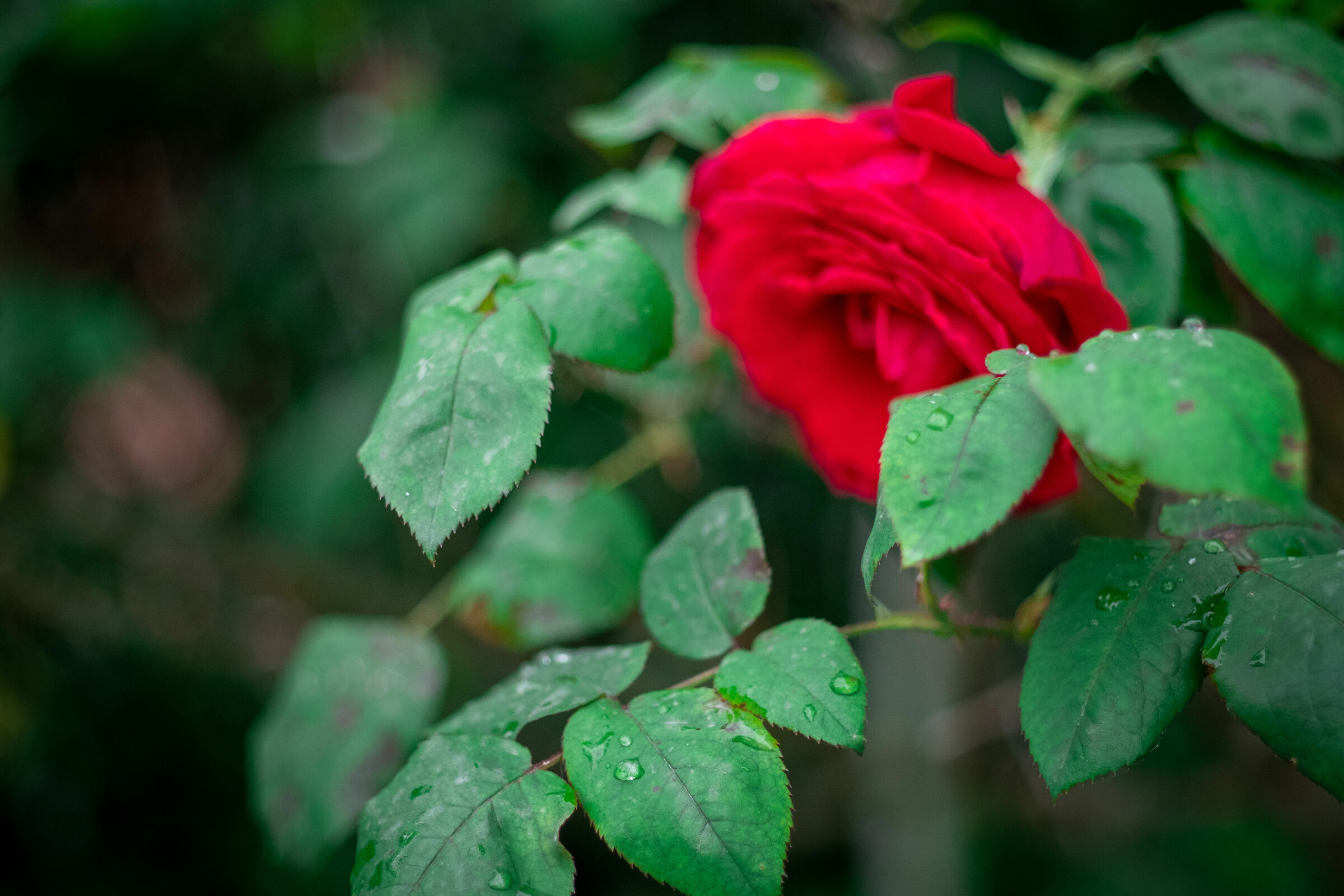 Test Canon FD 50mm F1.8