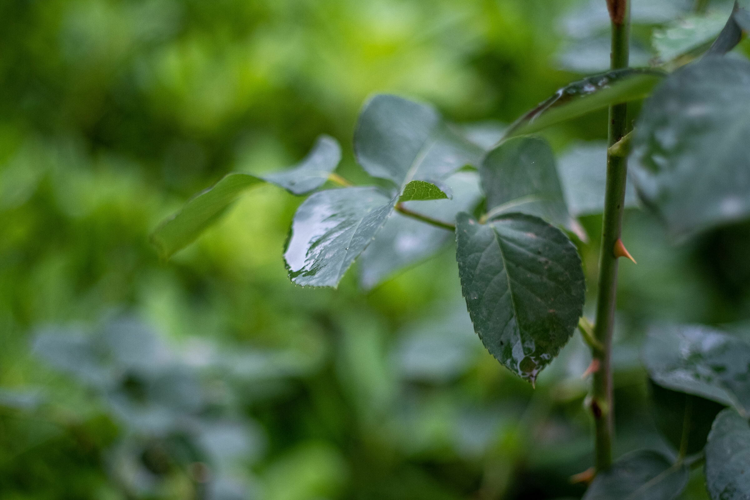 Test Canon FD 50mm F1.8