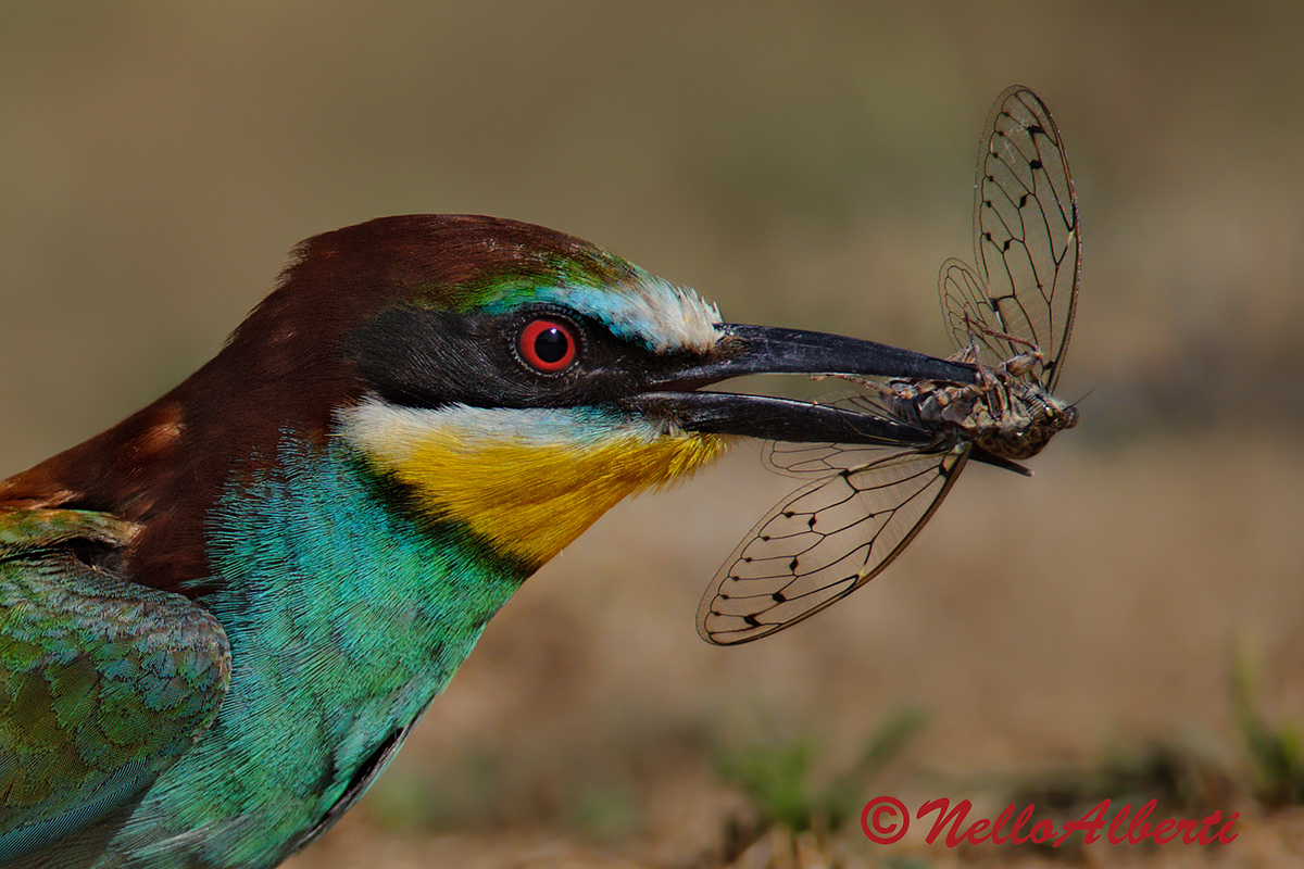 bee-eater with? Particular ....