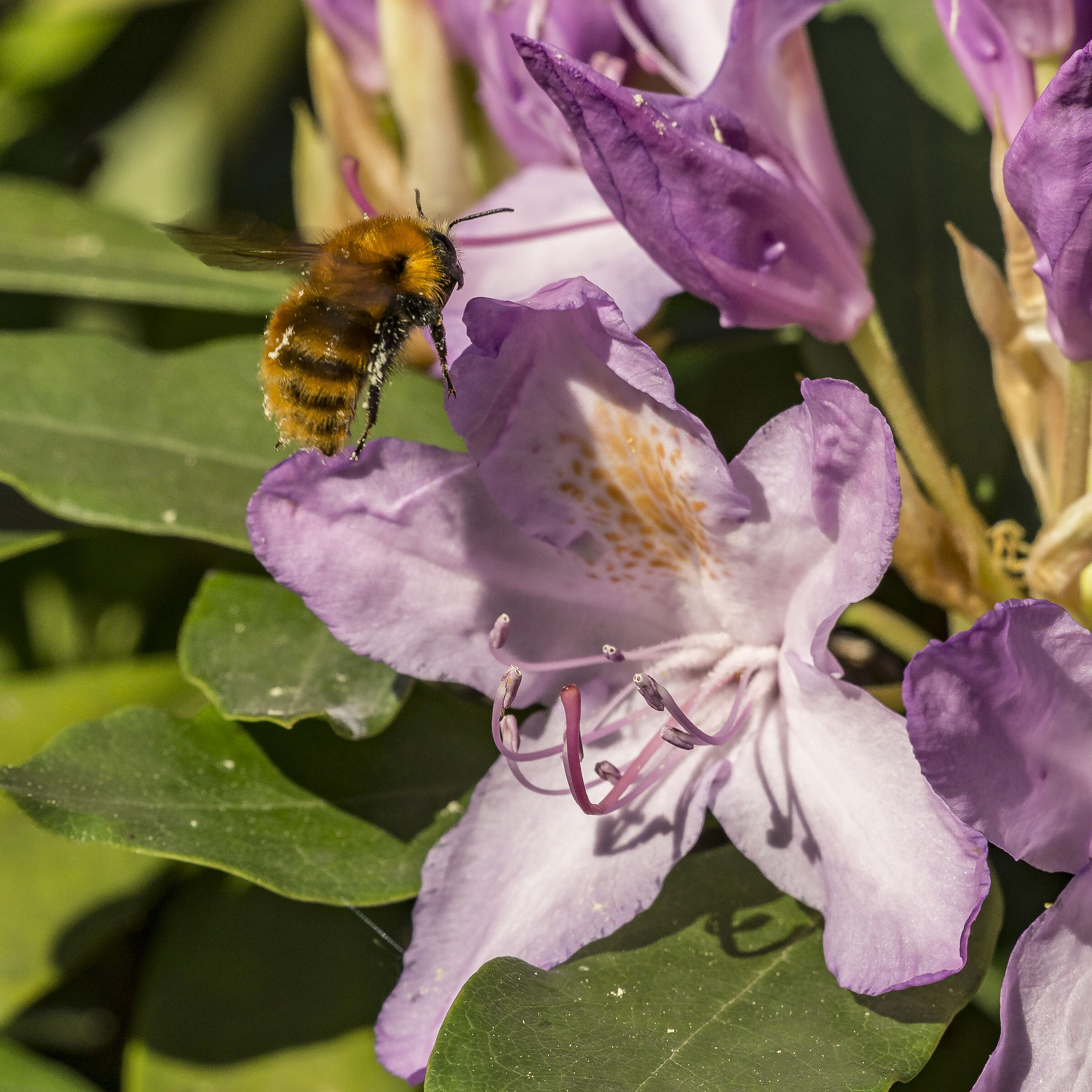 Rhododendron Catawbiense - 54 (con bombo)