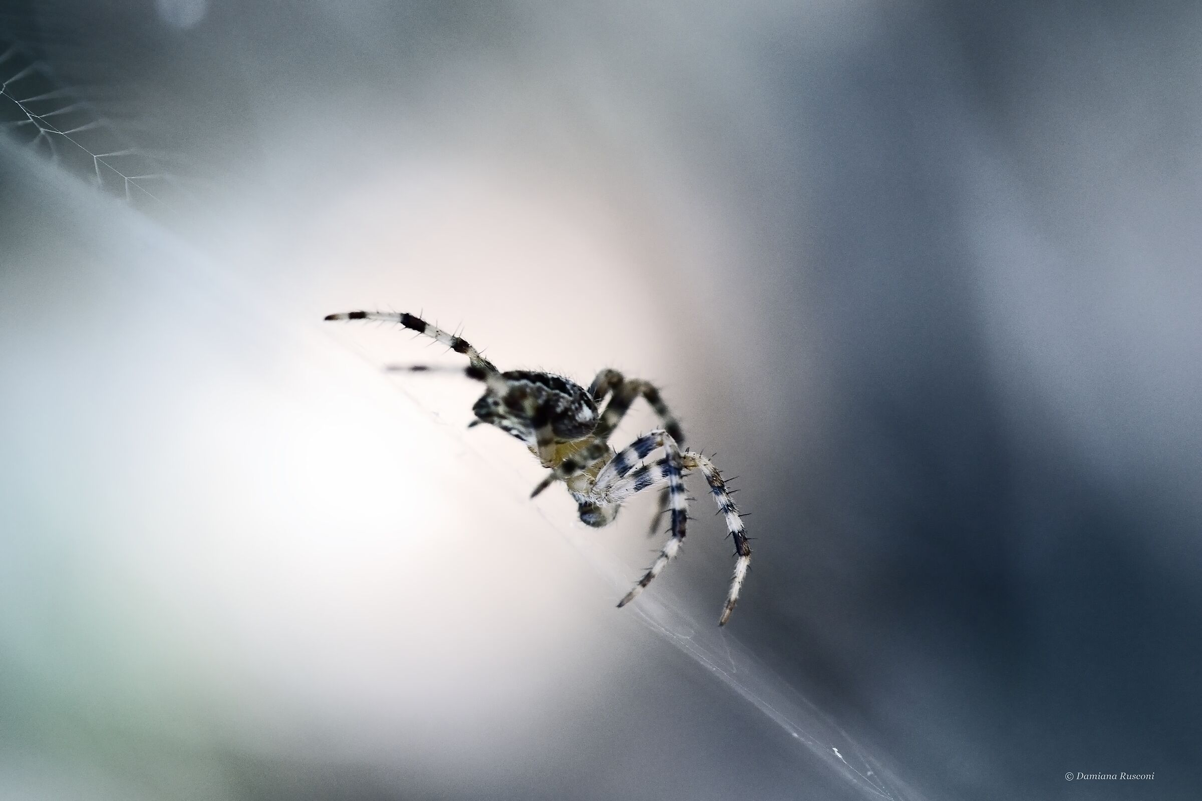 La pazienza del ragno