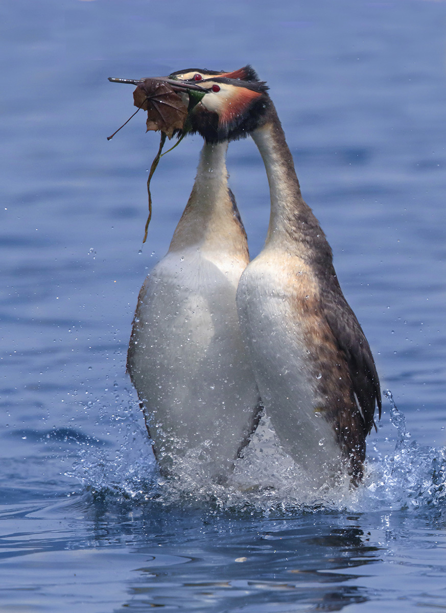 danza in punta di zampe, svassi maggiori
