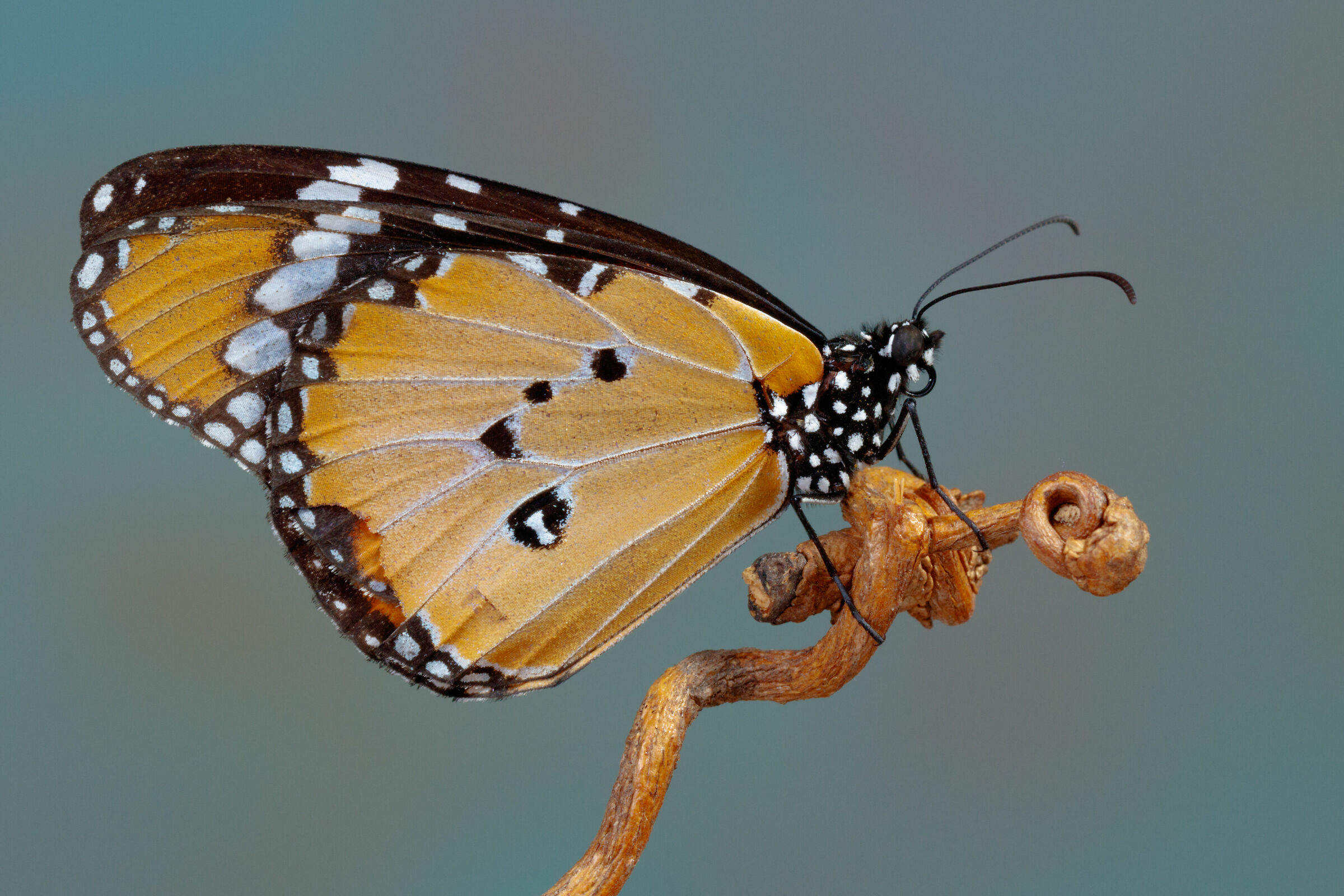 Farfalla di Alghe Latte