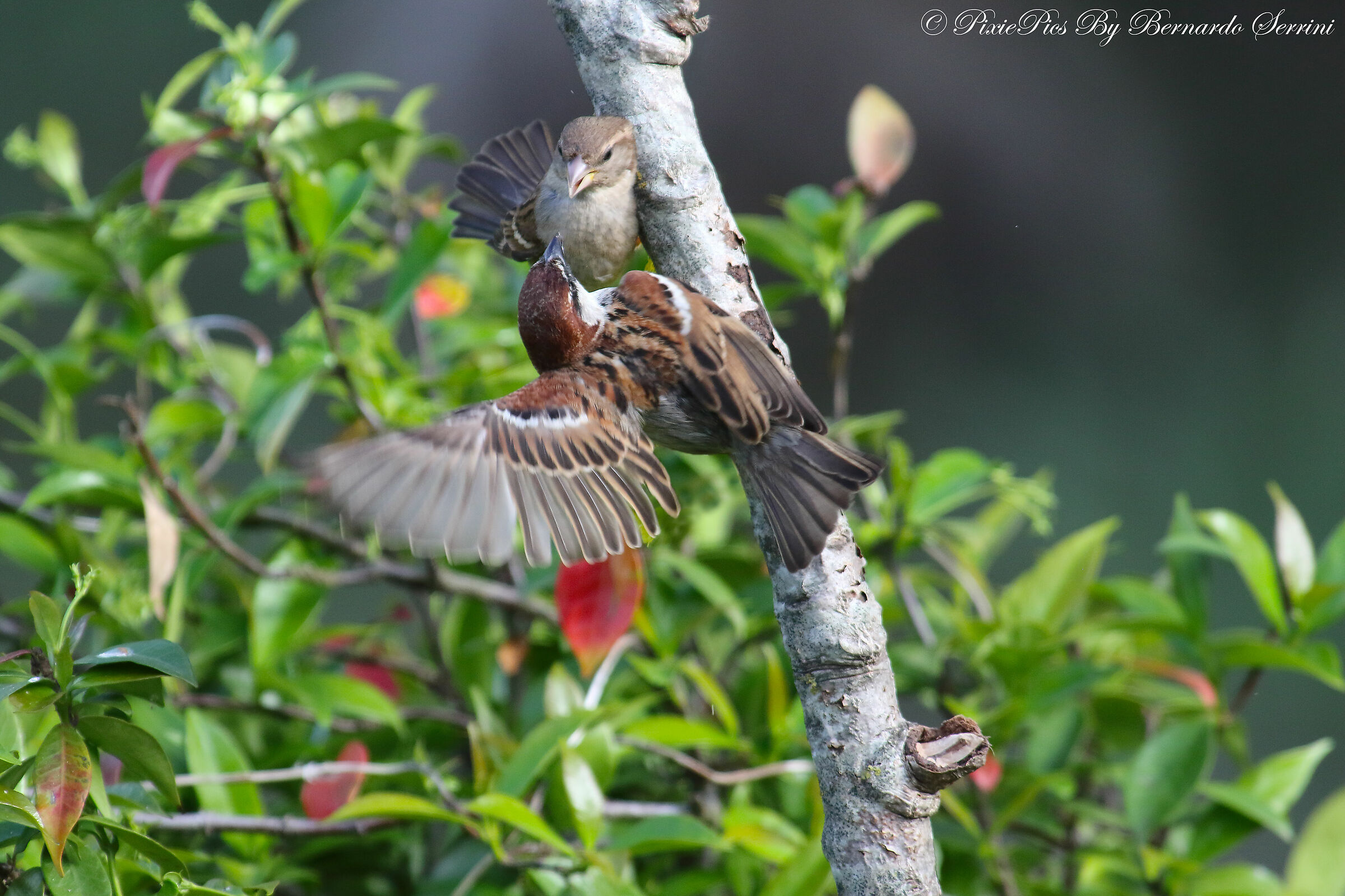 Sparrows