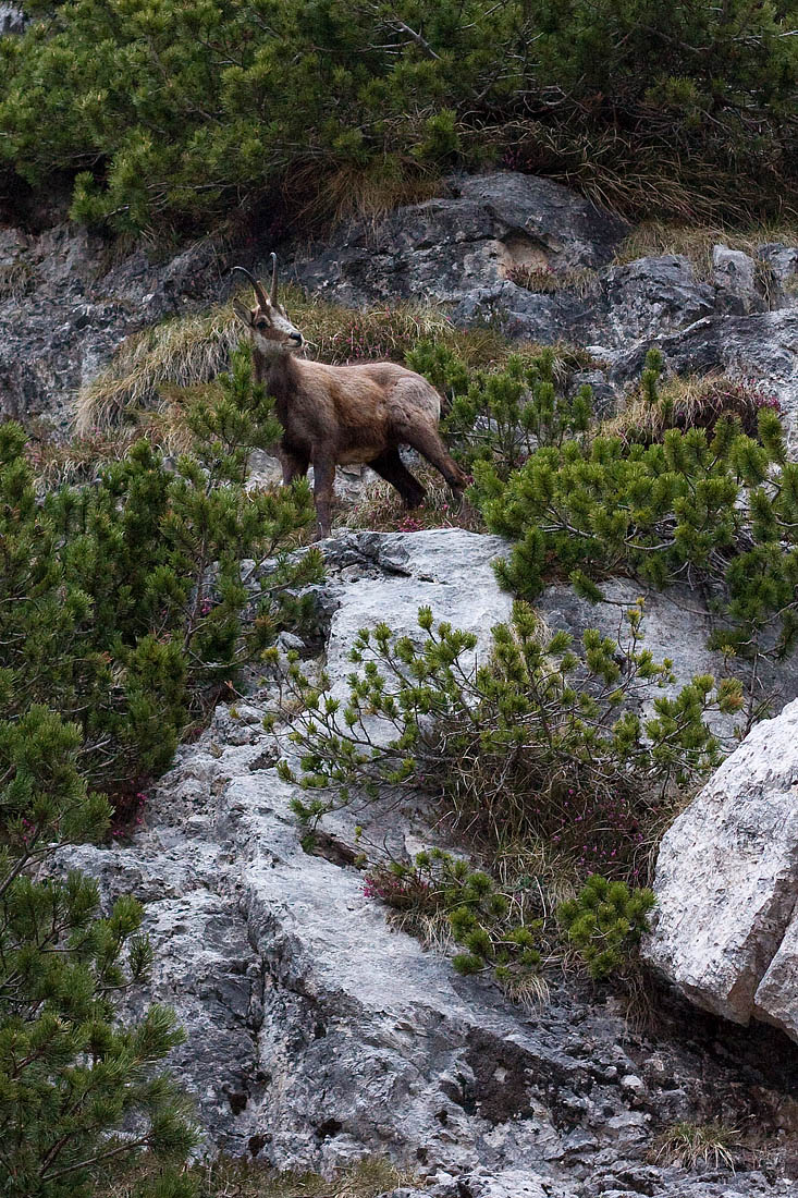 Chamois
