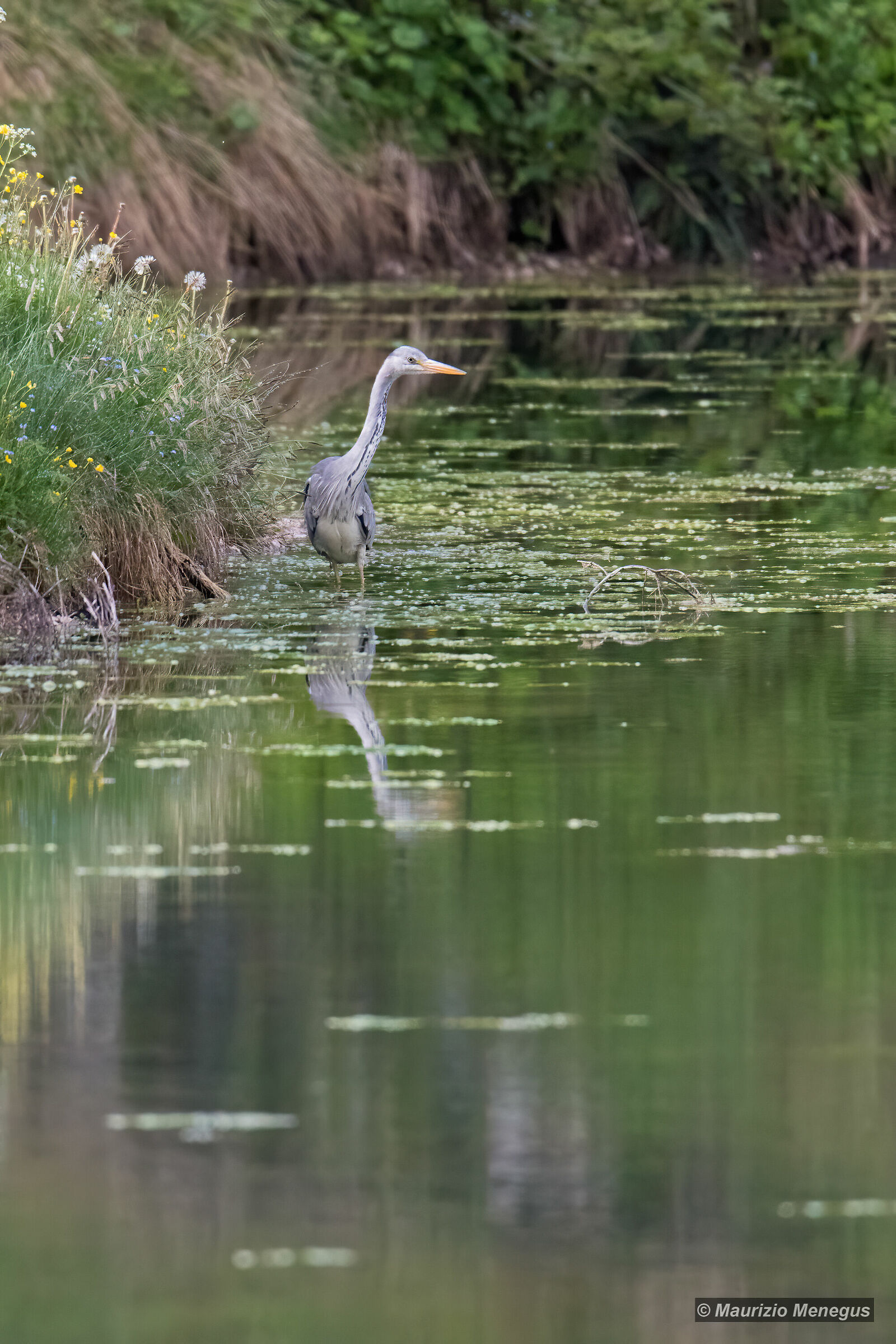 Airone cenerino a caccia nel lago