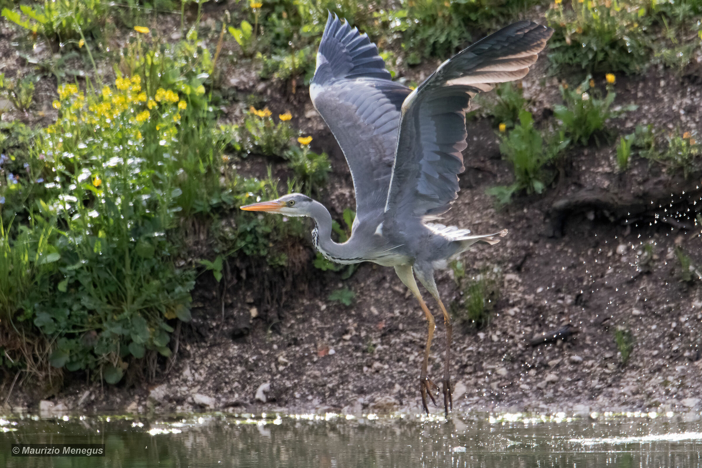 Airone cenerino - volo radente sul lago