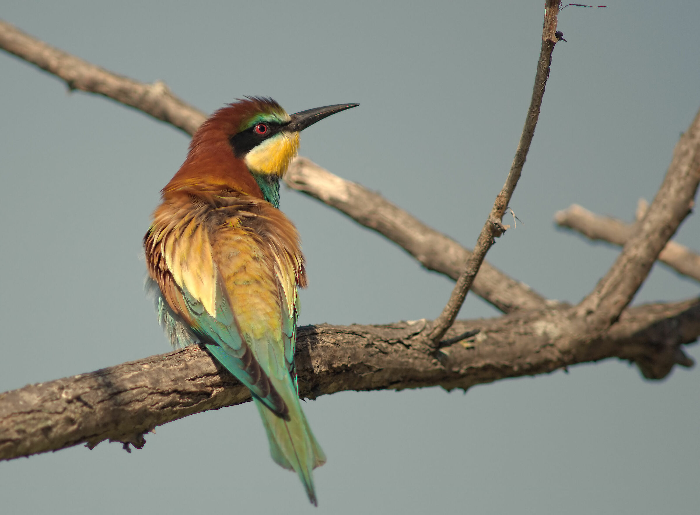 Bee-eater