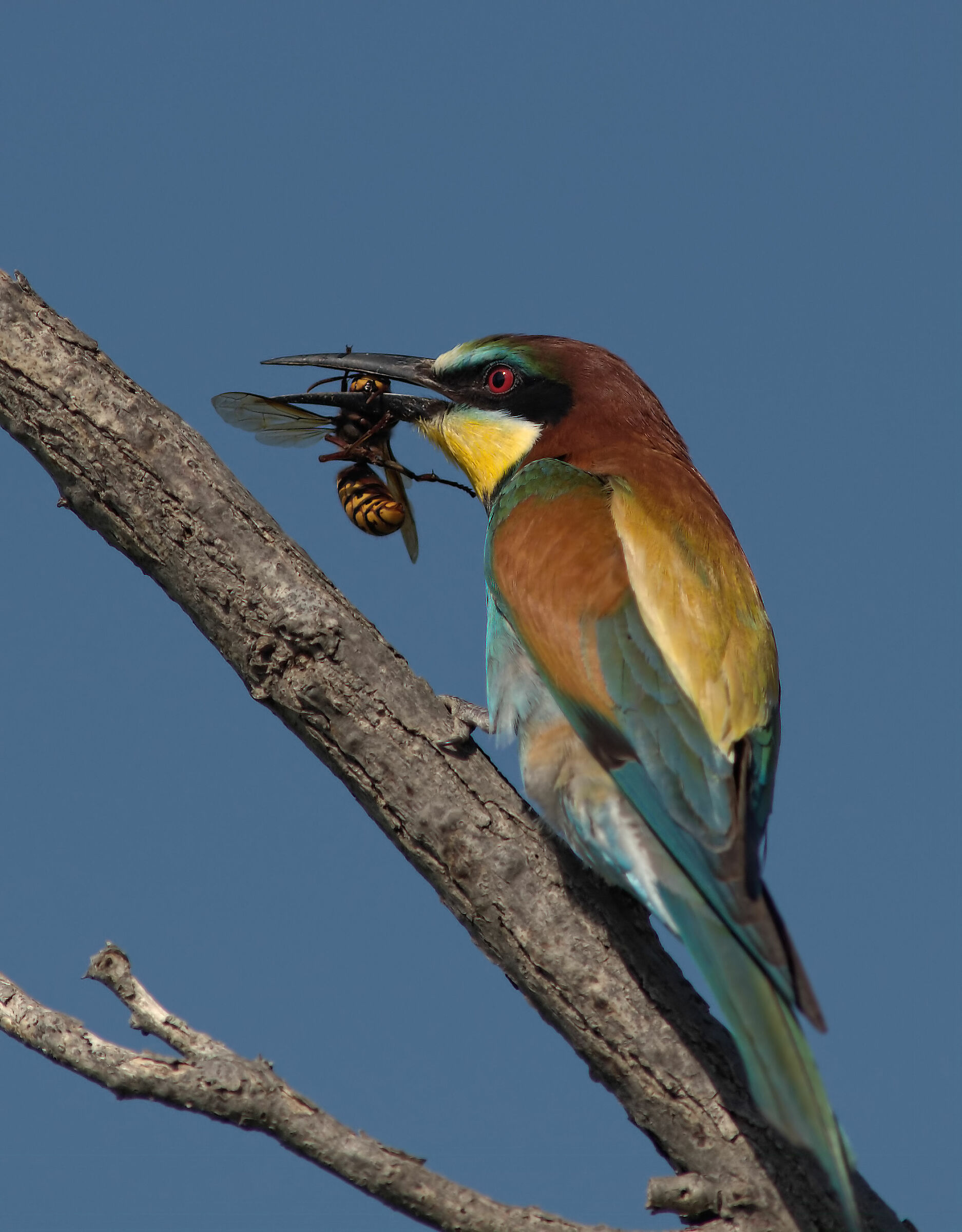 Bee-eater