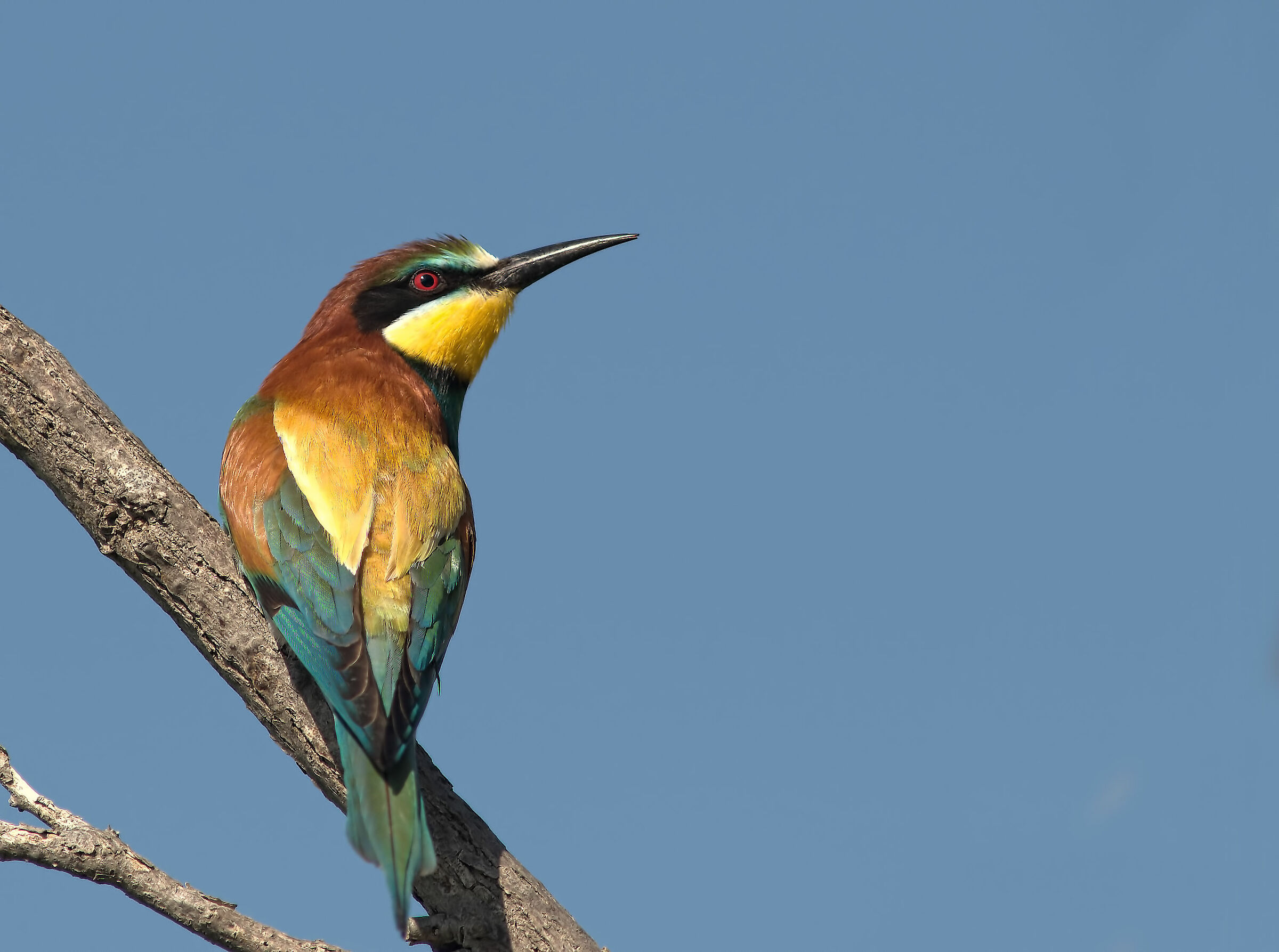 Bee-eater