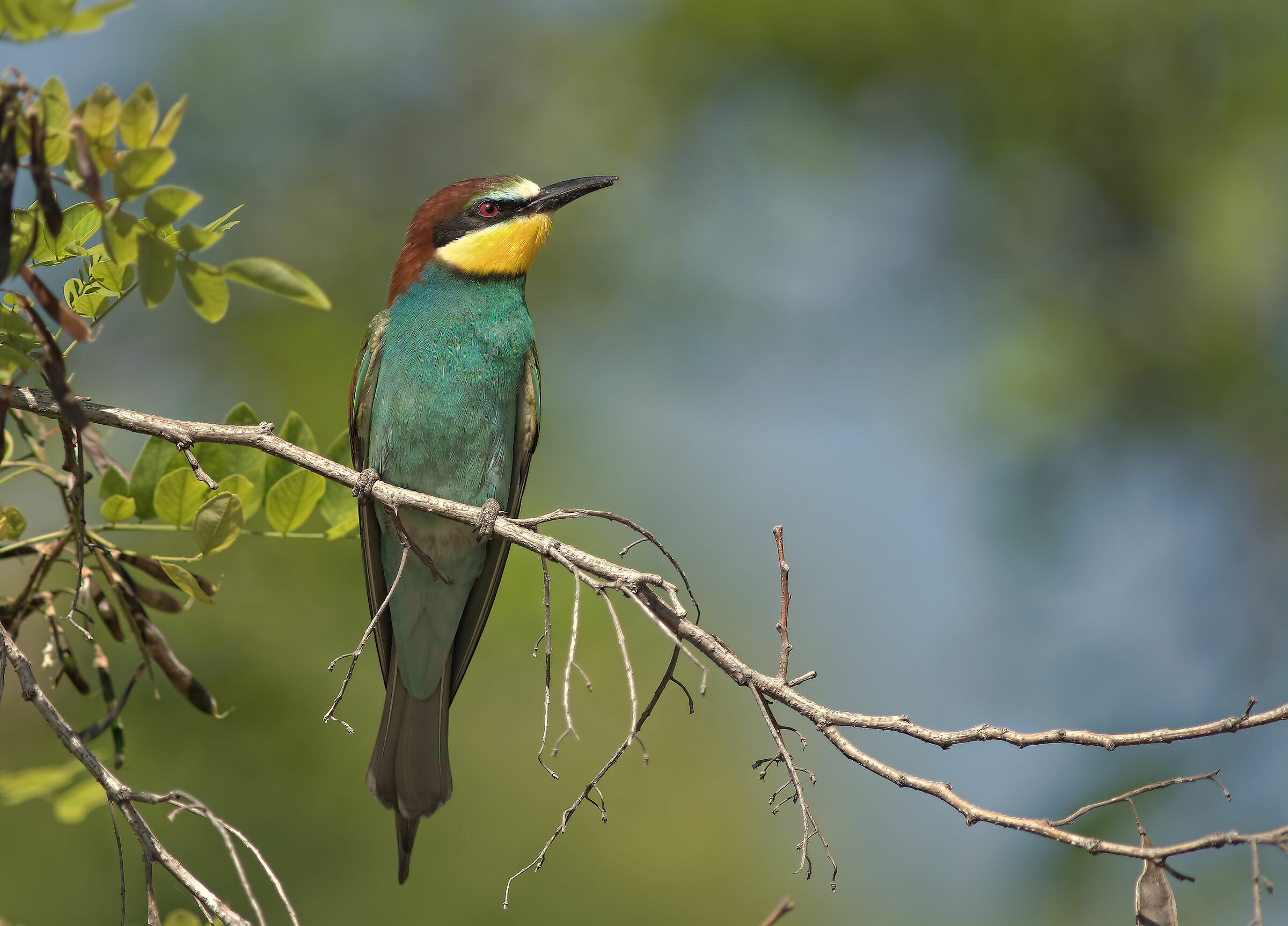 Bee-eater