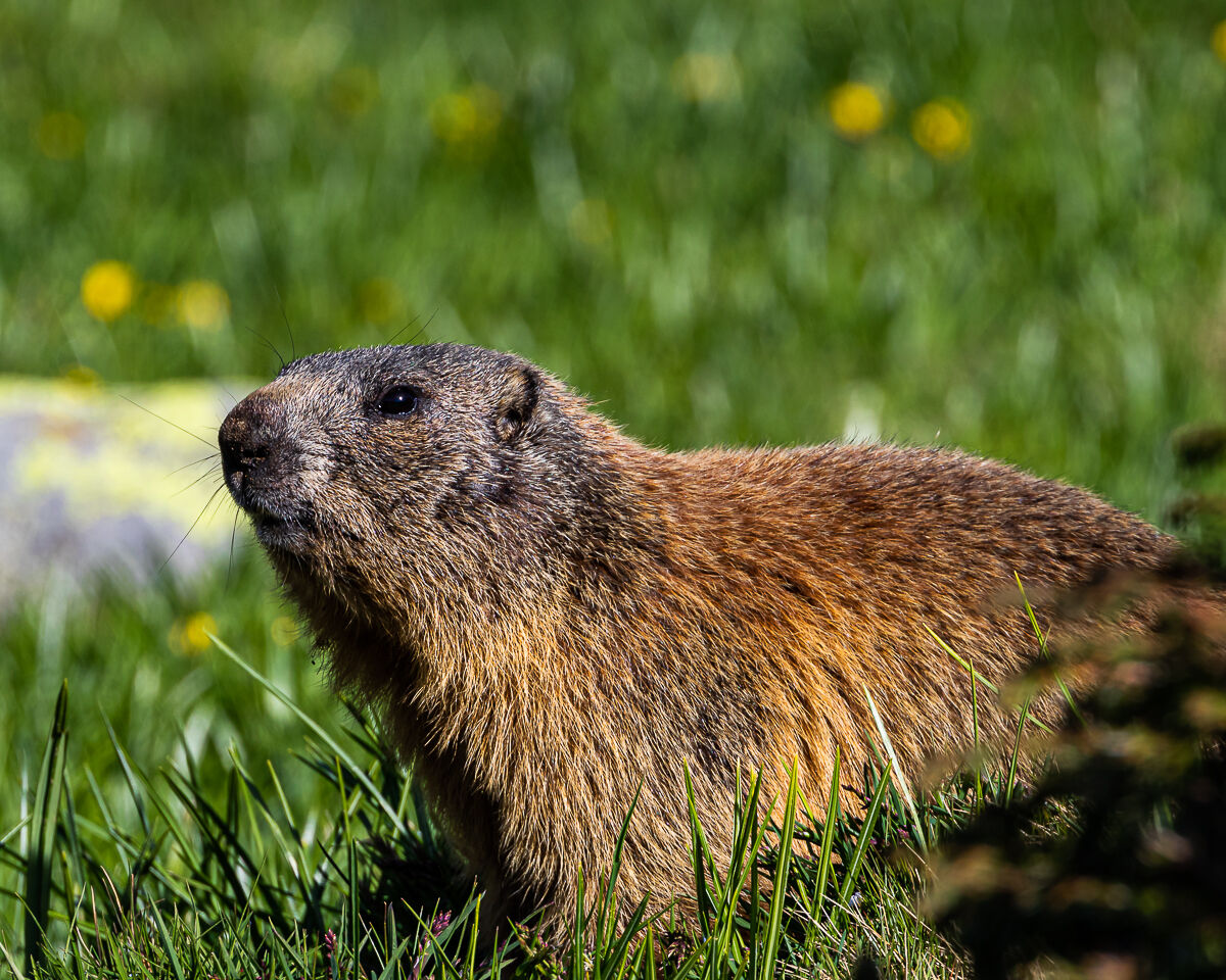 Marmotta