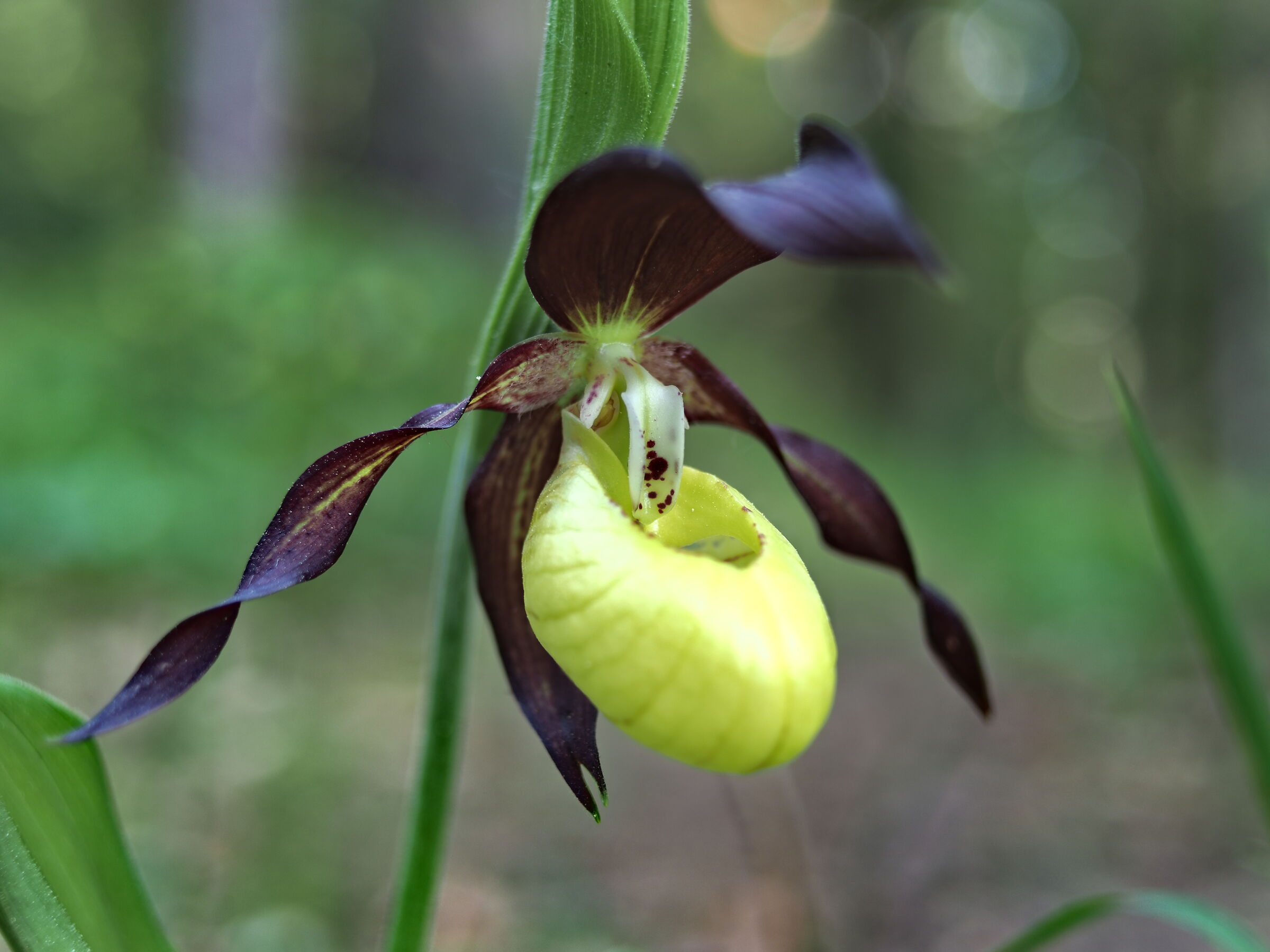 Cypripedium calceolus