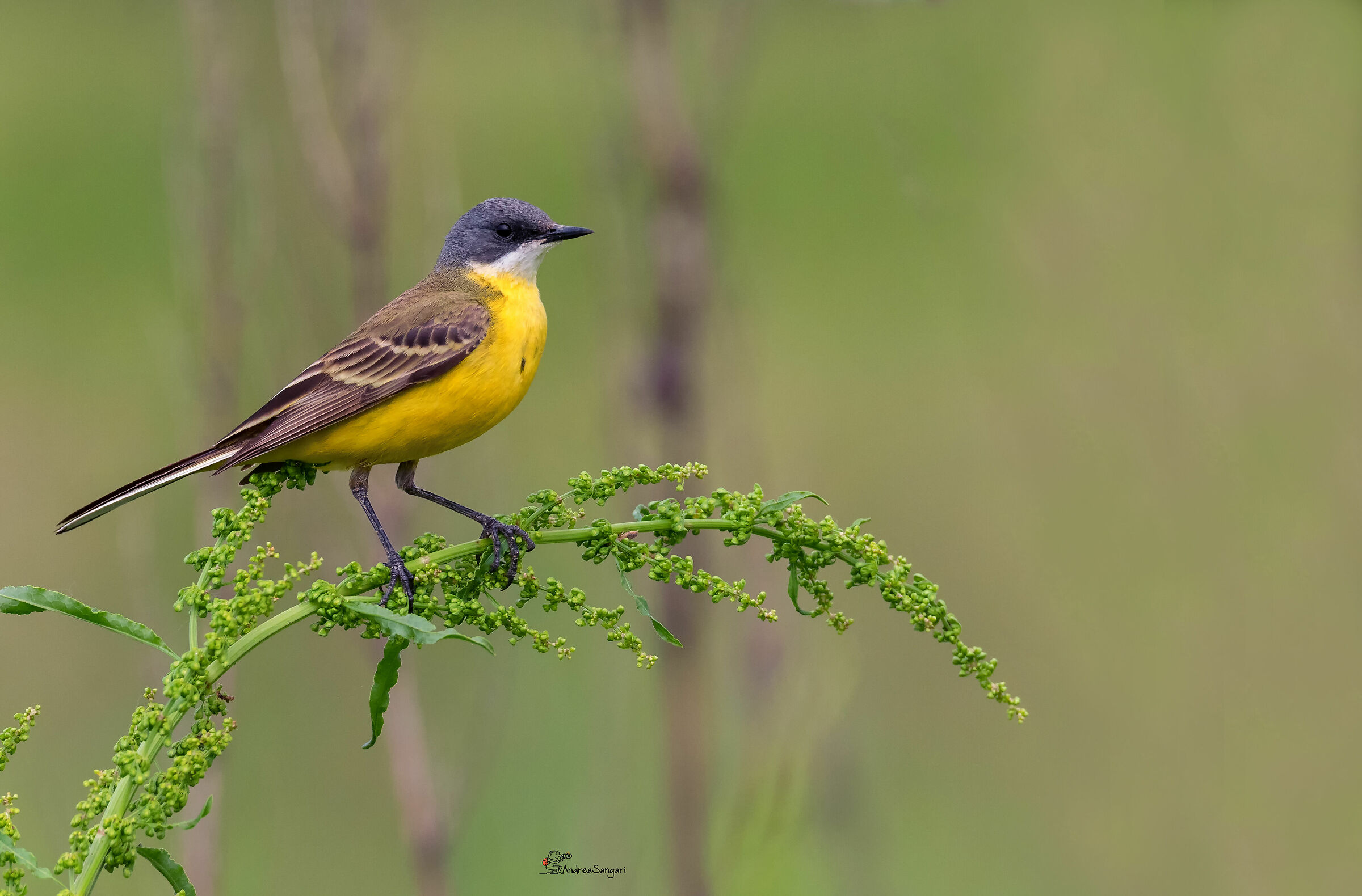 Cutrettola in posa....