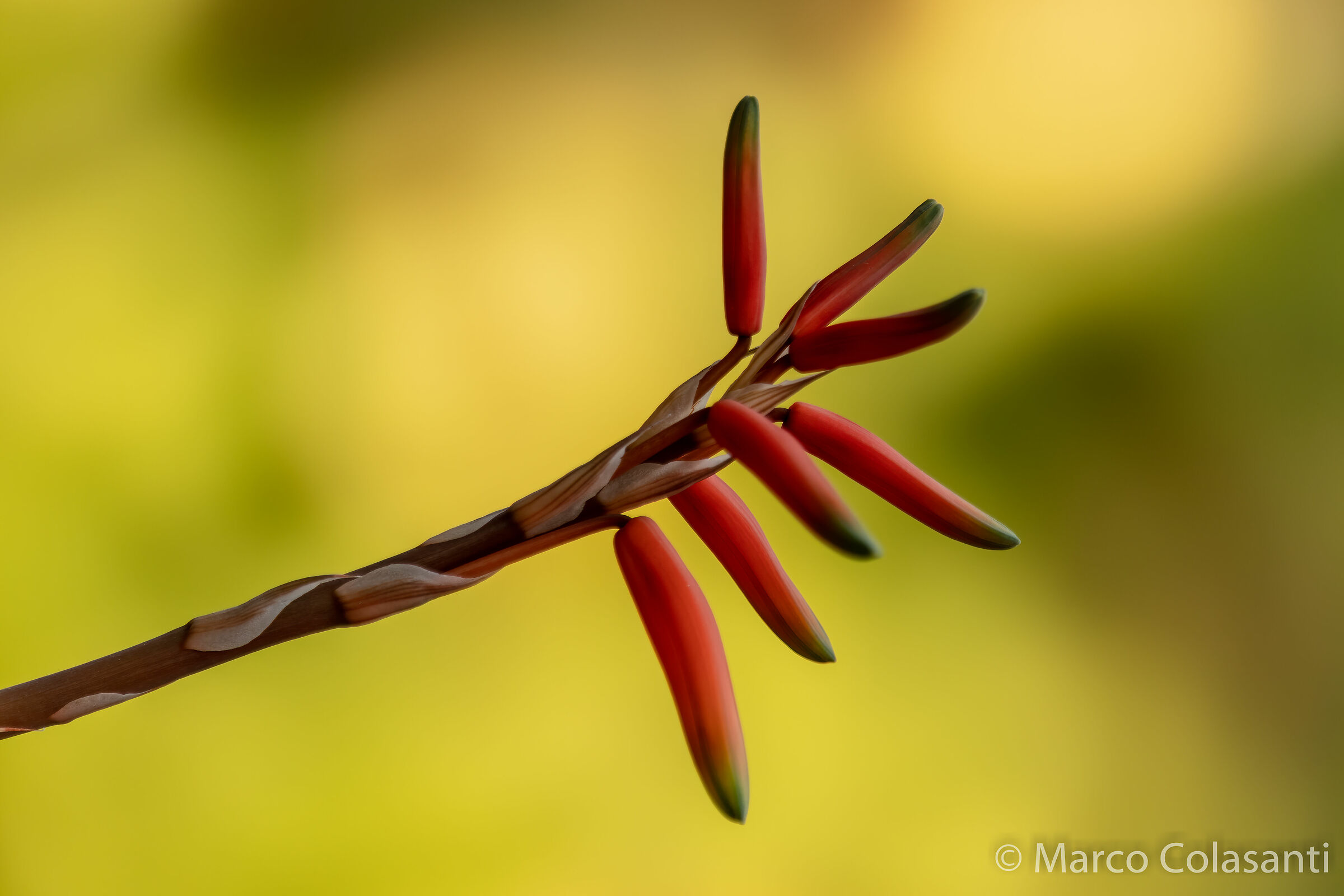 aloe humilis