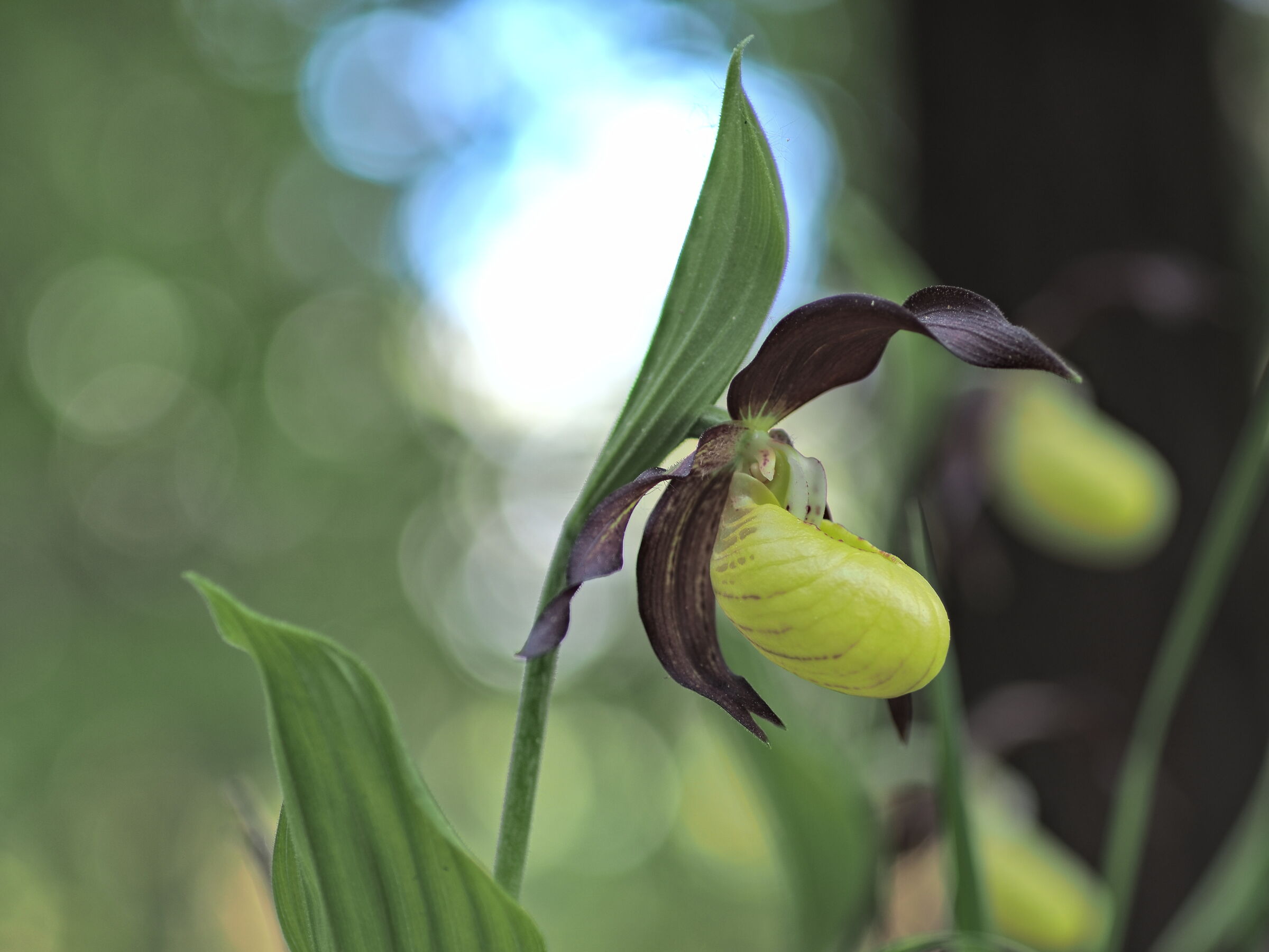 Cypripedium calceolus