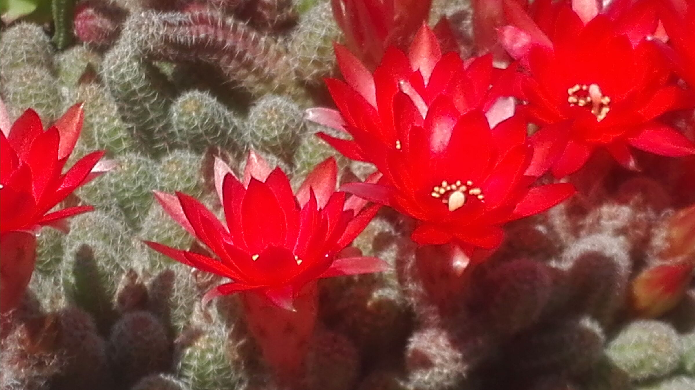 Echinopsis