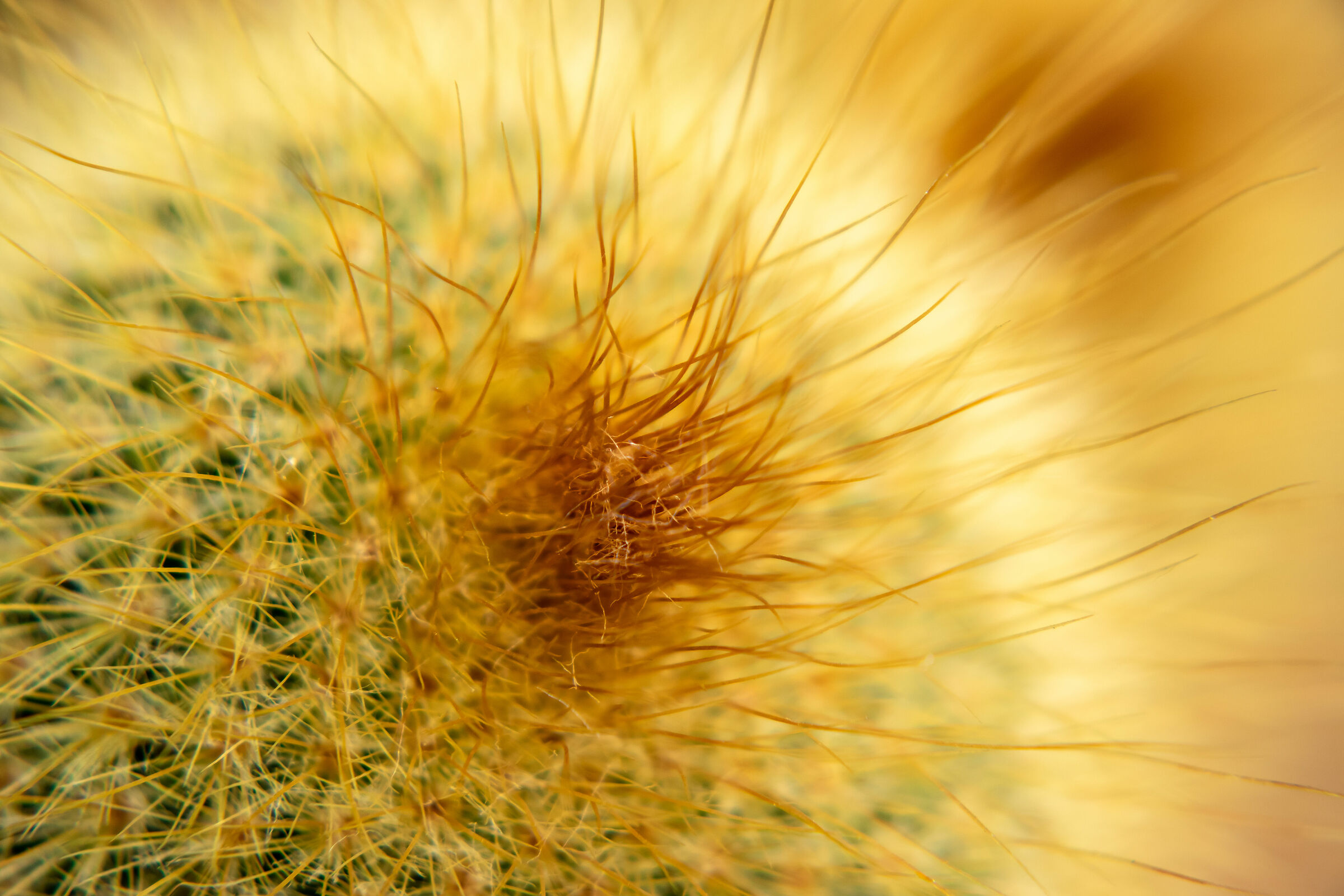 cactacea