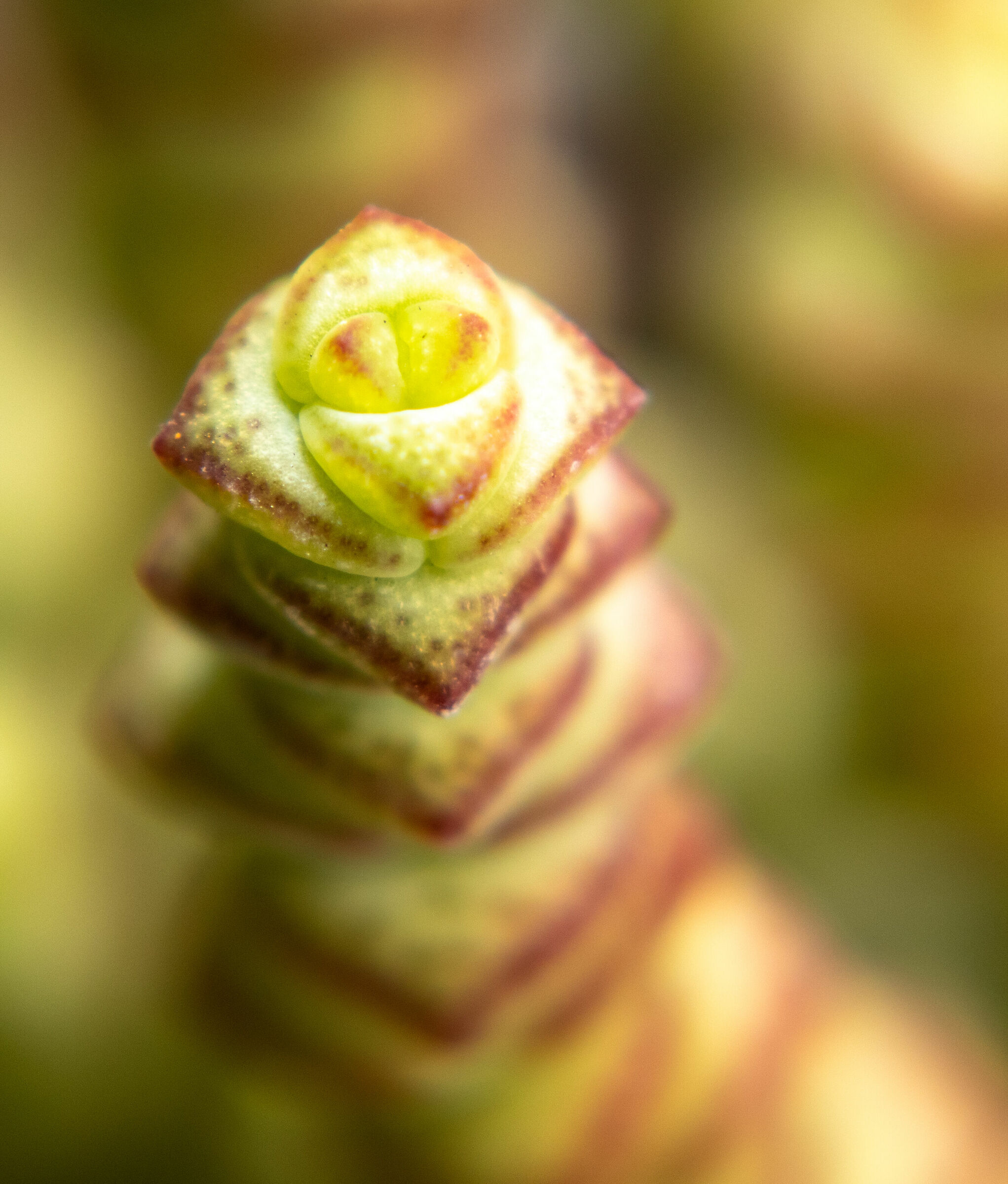 crassula marneriana