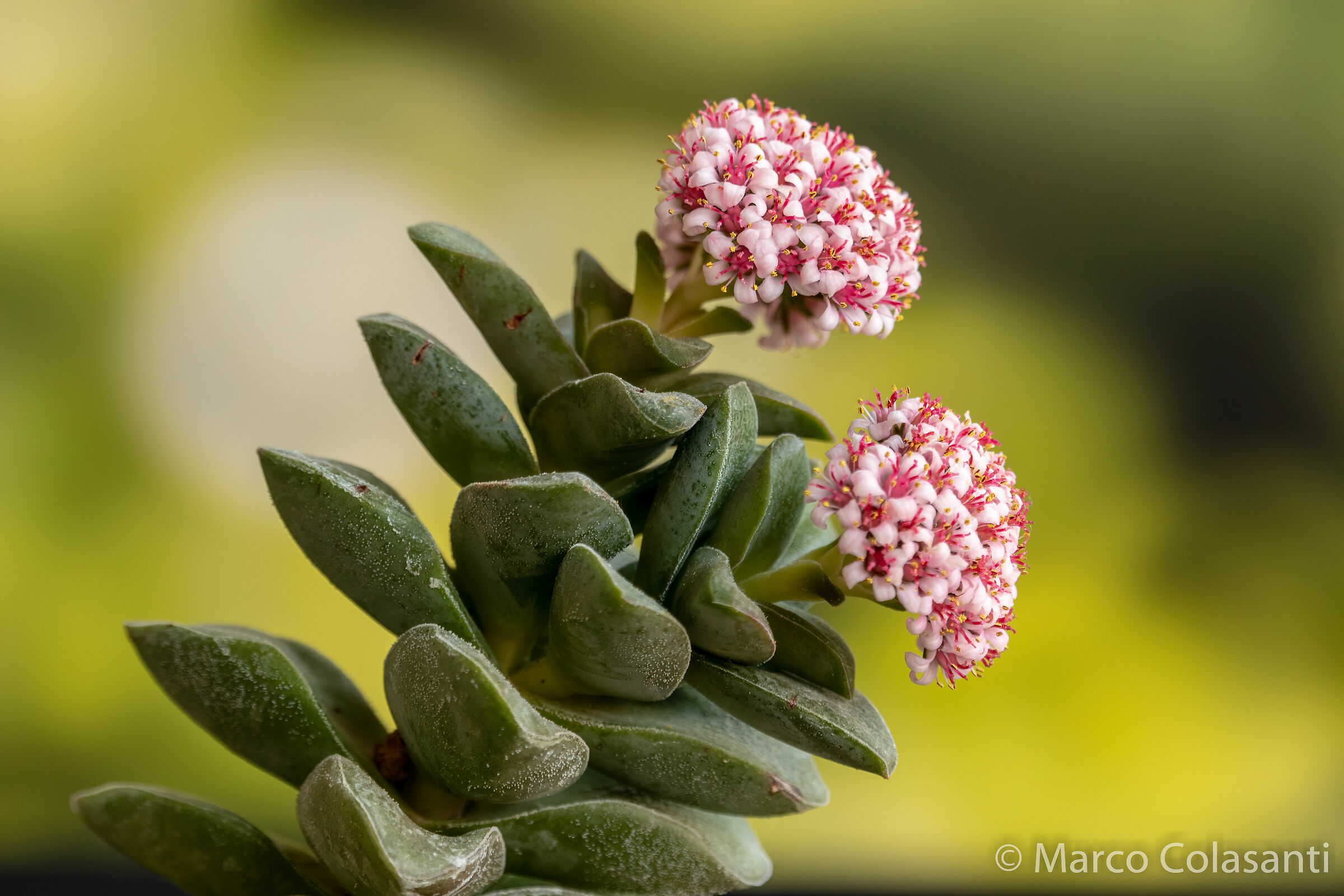 crassula