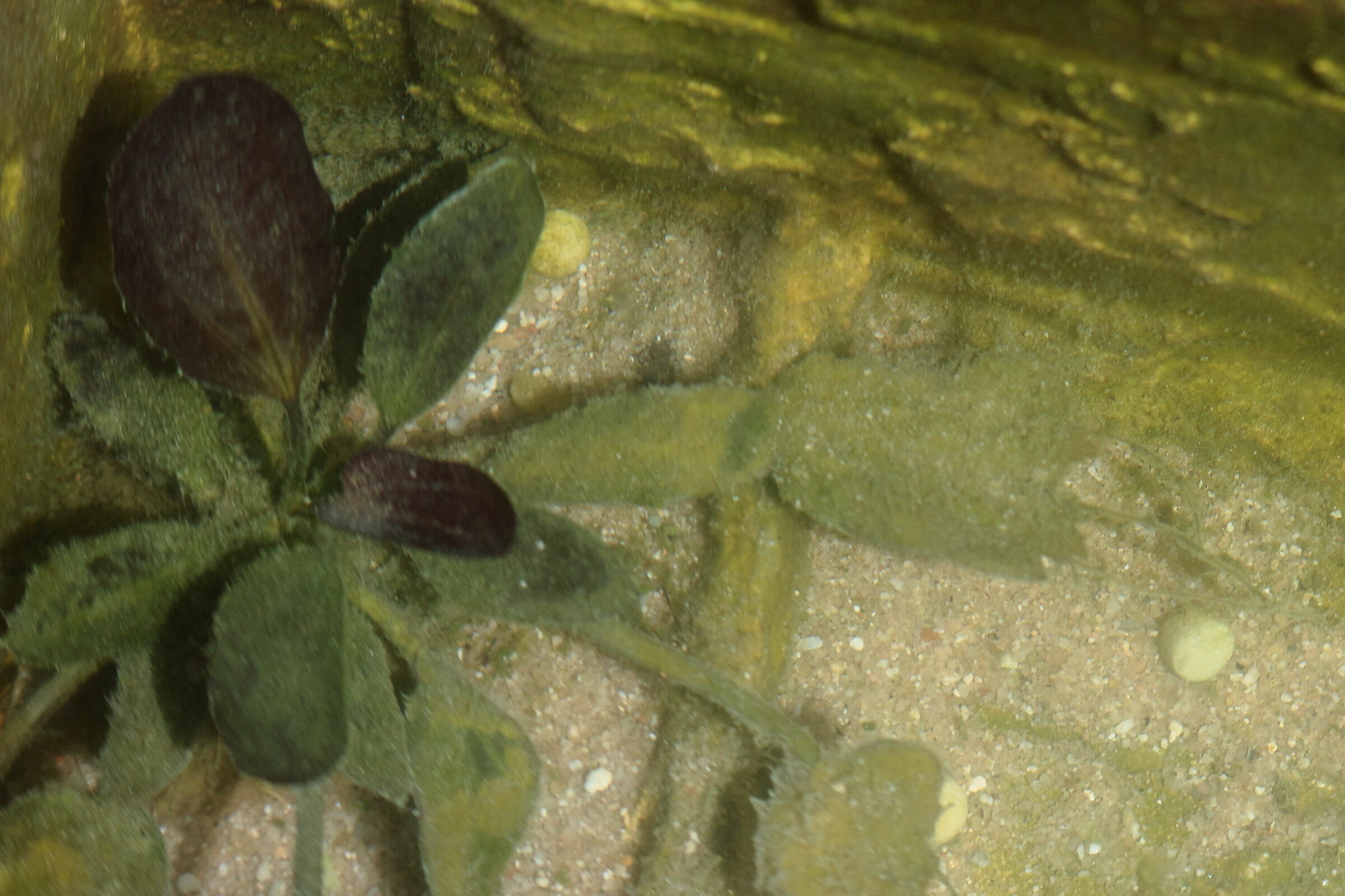 Aquatic plants
