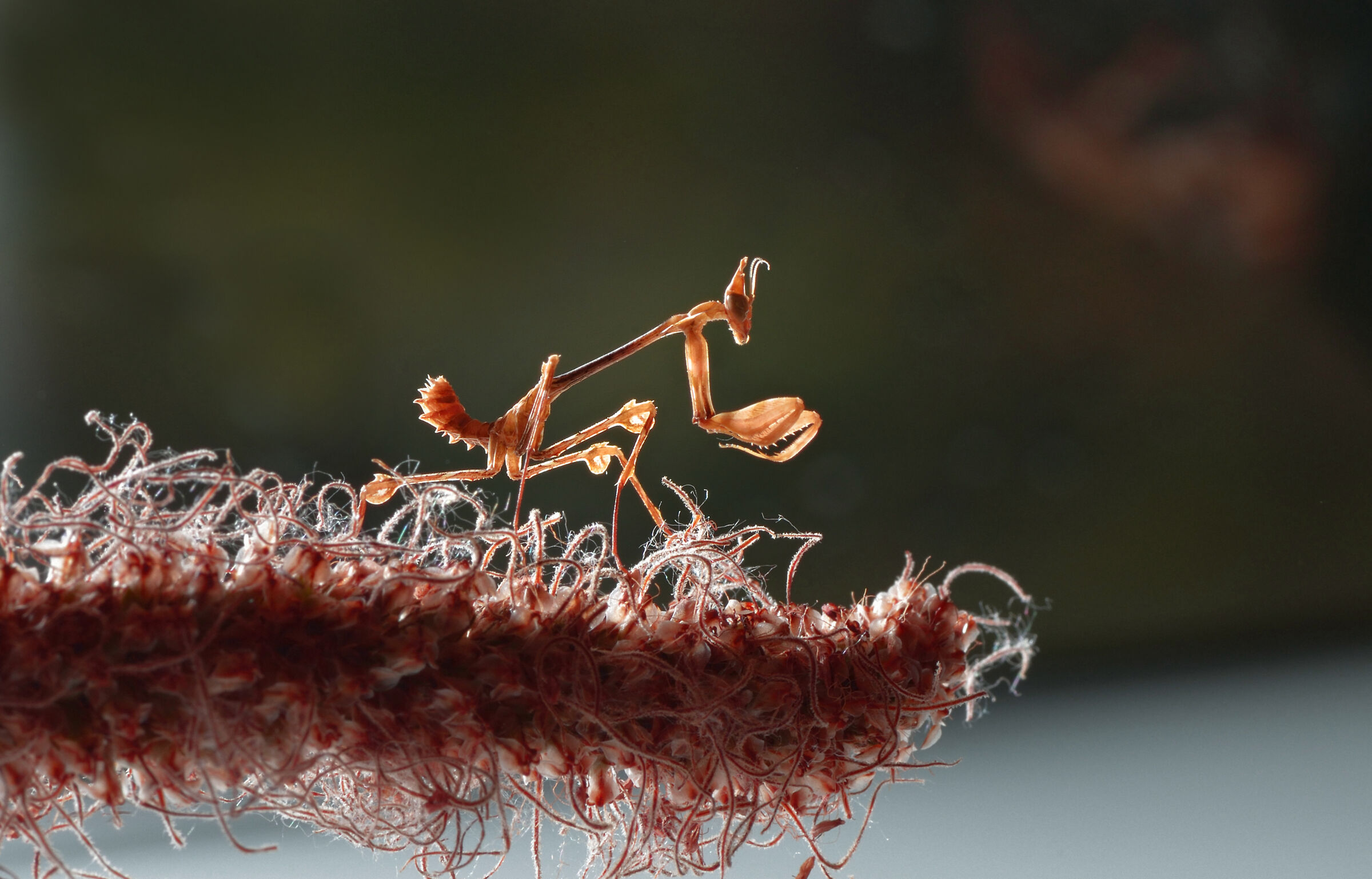 Mantide Violin Gongylus Gongylodes