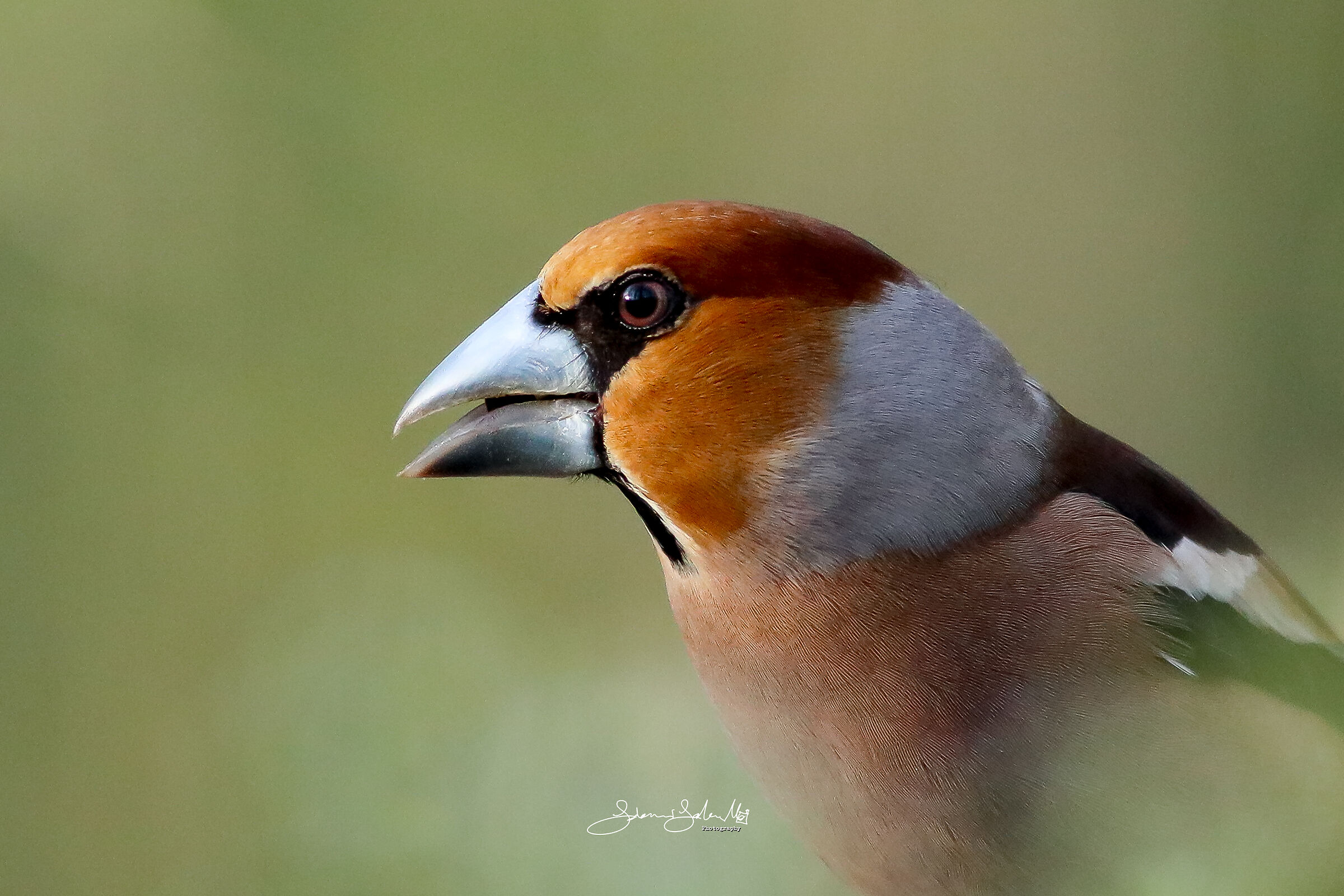 Hawfinch profile (Coccothraustes cuthraustes,L.1758)
