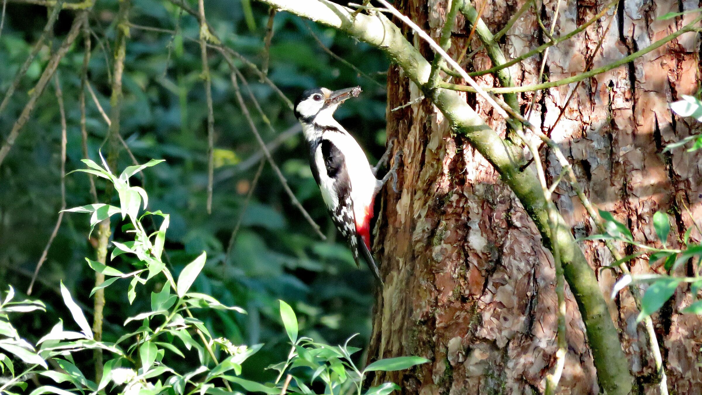 Picchio Rosso Maggiore in prossimità del nido